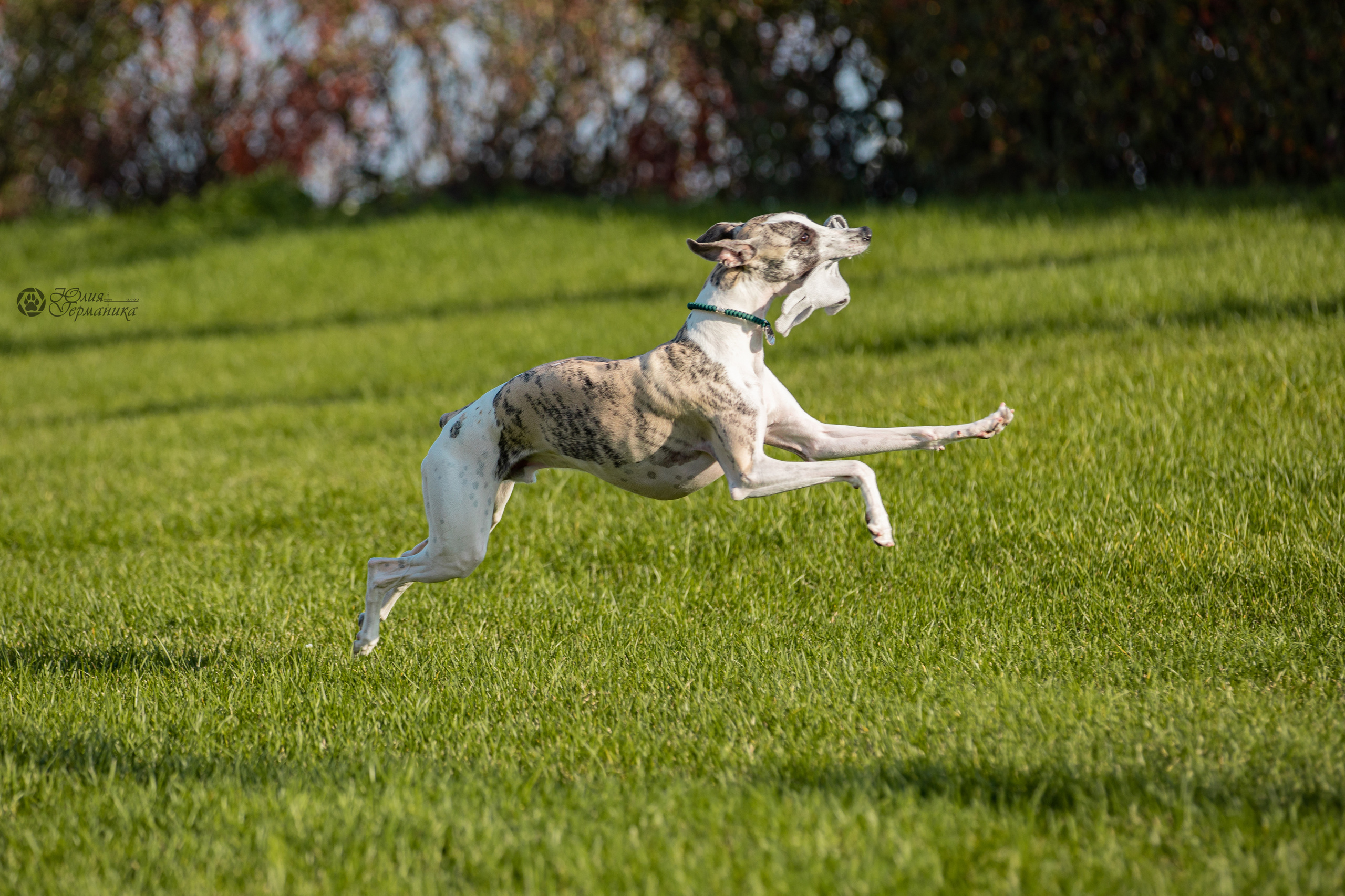 Нижний Новгород 15-16.10.2022. Фотограф-анималист Юлия Германика