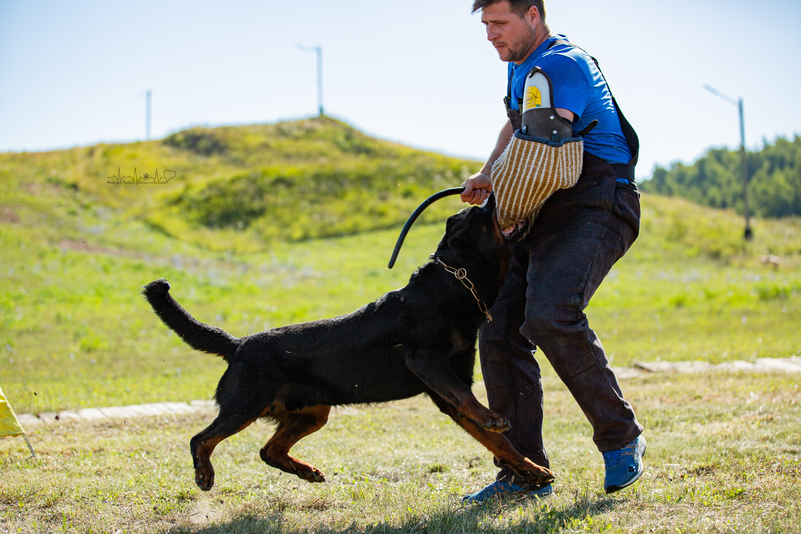 Рязань моно ротвейлеров 13.08.2022. Фотограф-анималист Юлия Германика