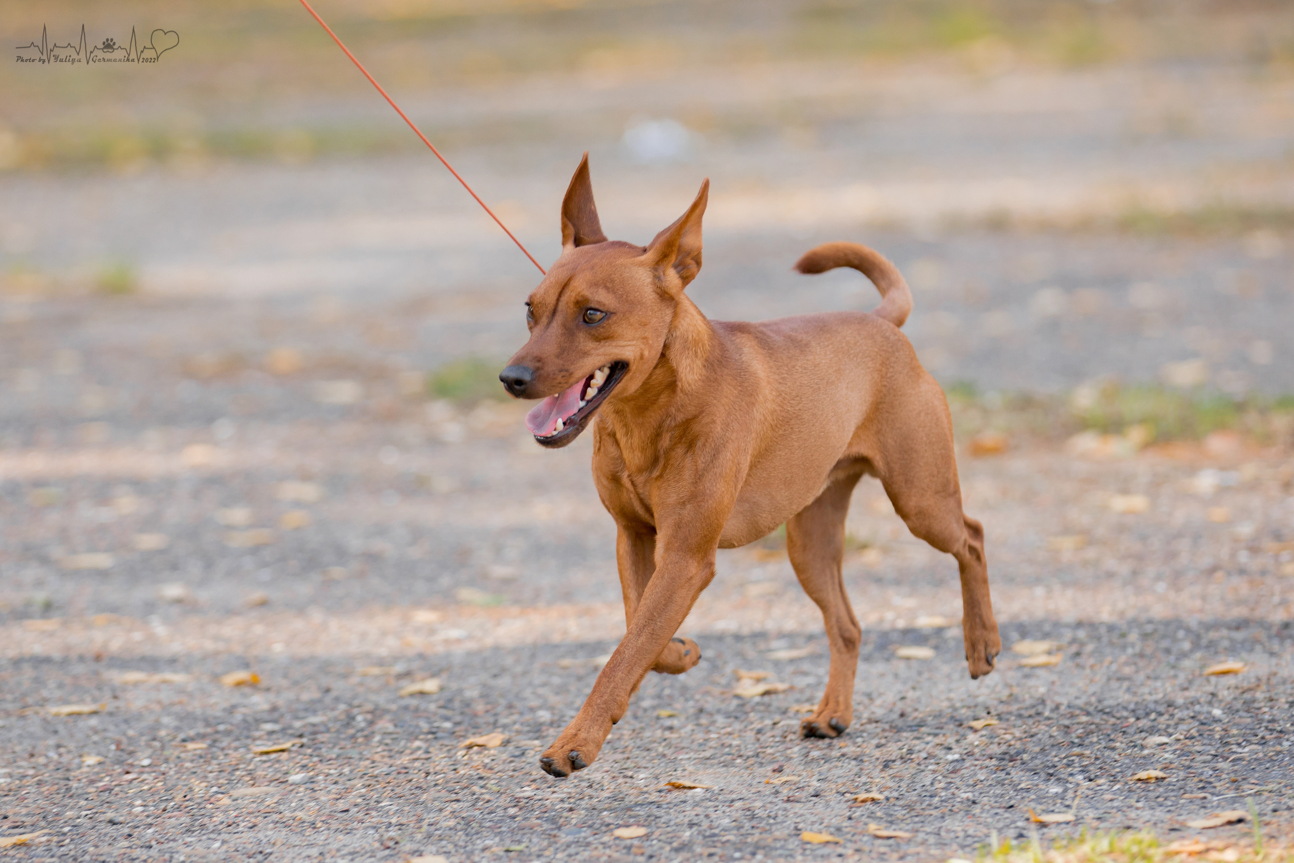Тверь ЧРКФ 18.09.2022. Фотограф-анималист Юлия Германика