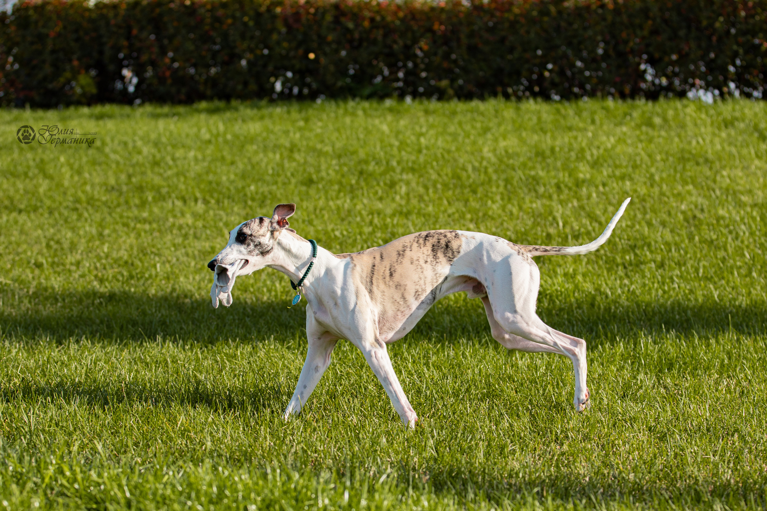 Нижний Новгород 15-16.10.2022. Фотограф-анималист Юлия Германика