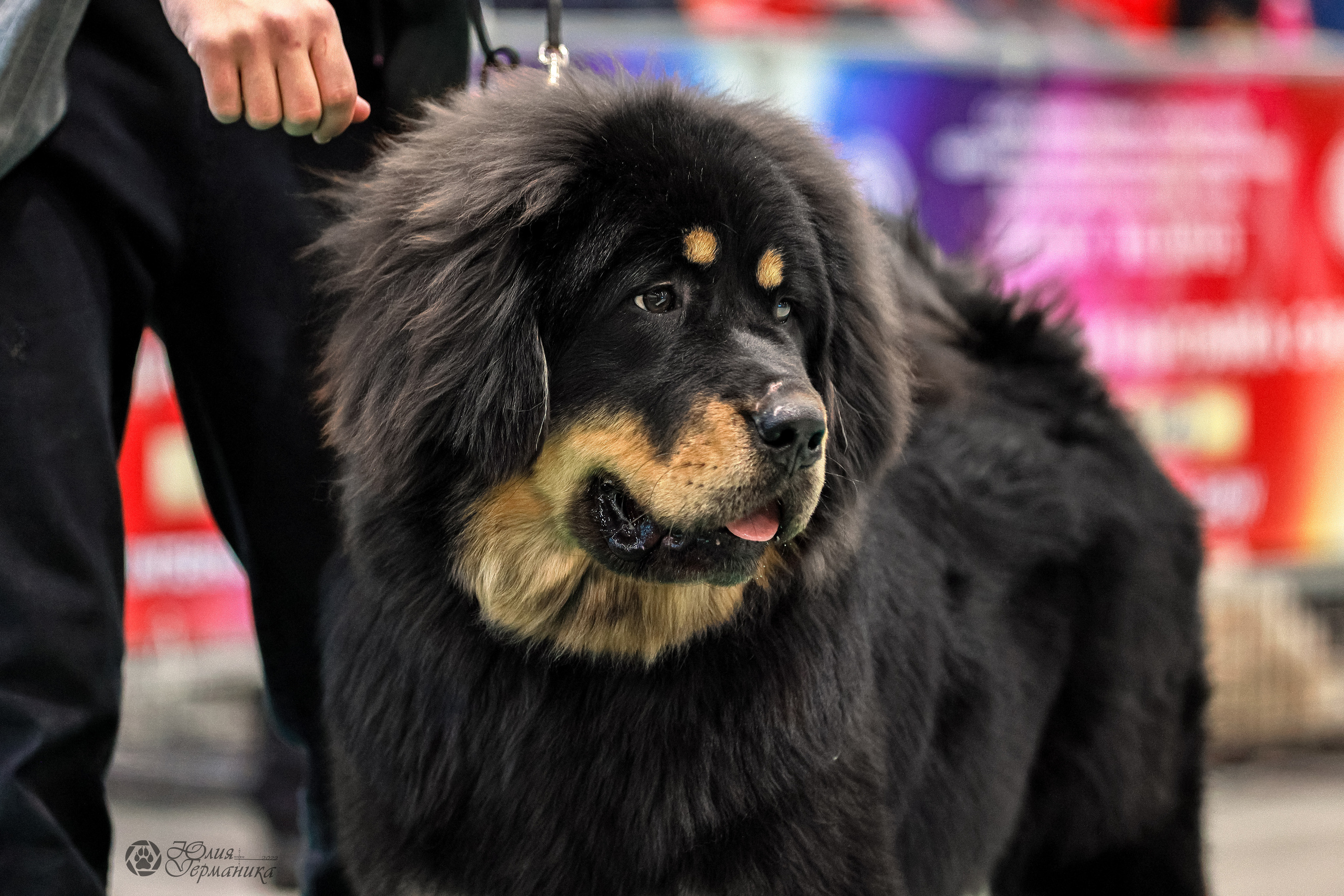 Минск 19-20.11.2022. Фотограф-анималист Юлия Германика