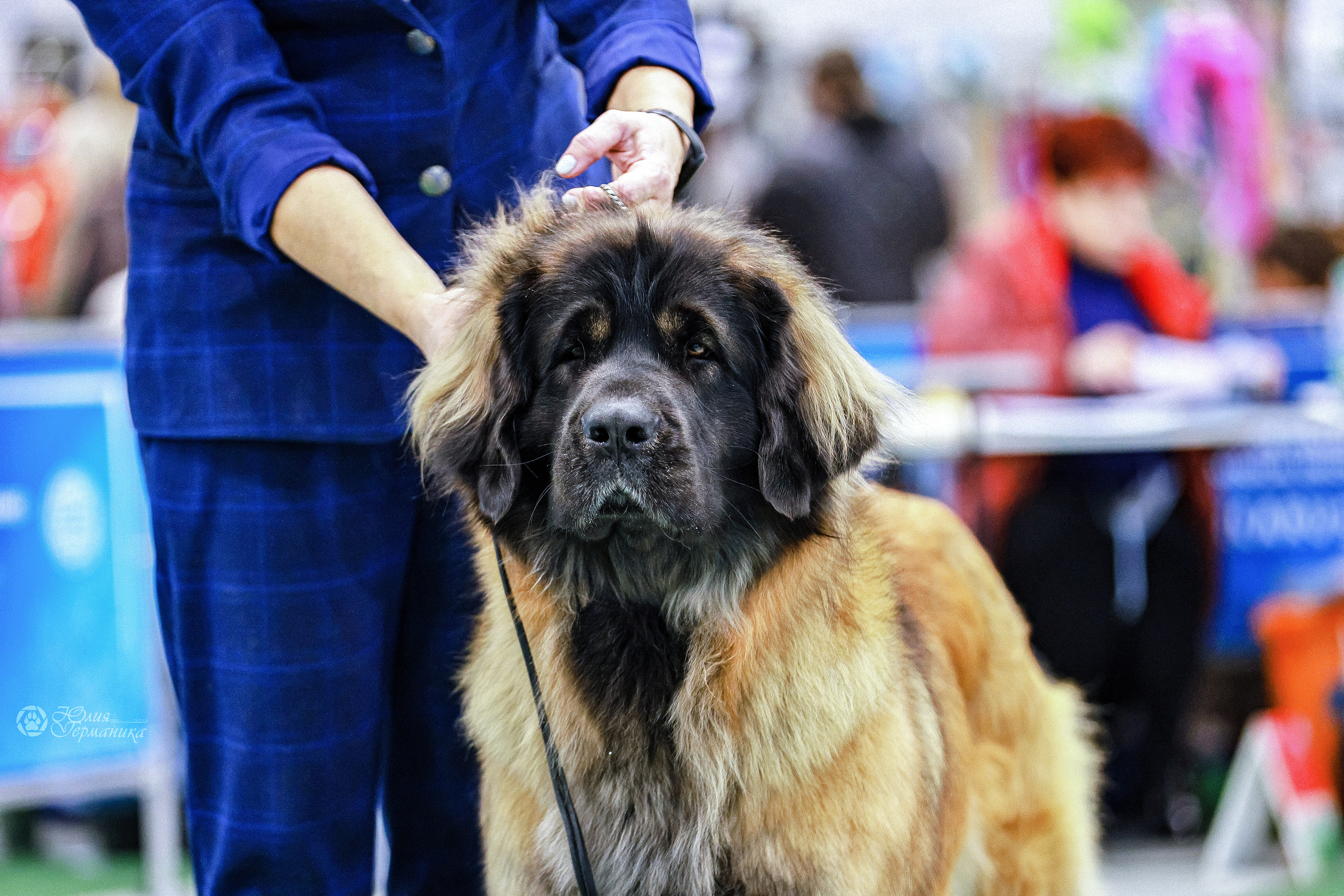 Минск 19-20.11.2022. Фотограф-анималист Юлия Германика