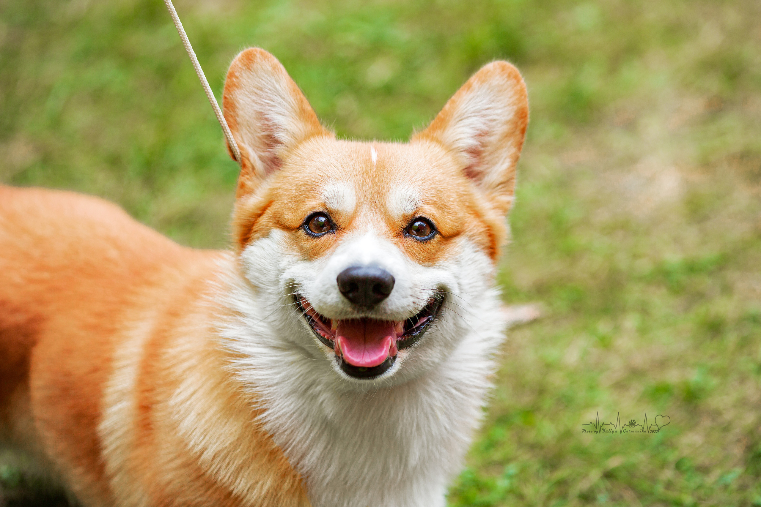 Сокольники 21.08,Сергиев Посад 27-28.08 2022. Фотограф-анималист Юлия Германика