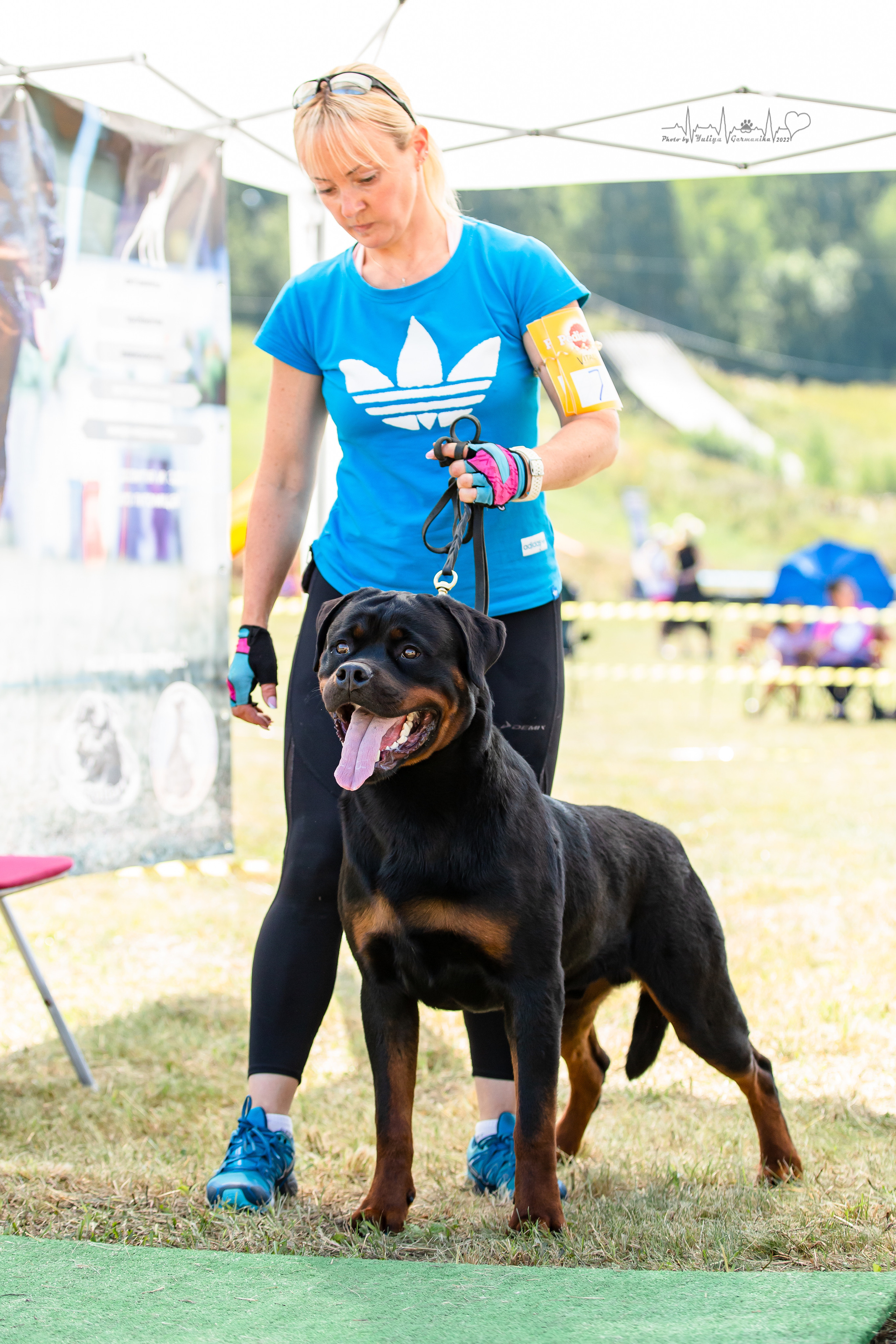 Рязань моно ротвейлеров 13.08.2022. Фотограф-анималист Юлия Германика