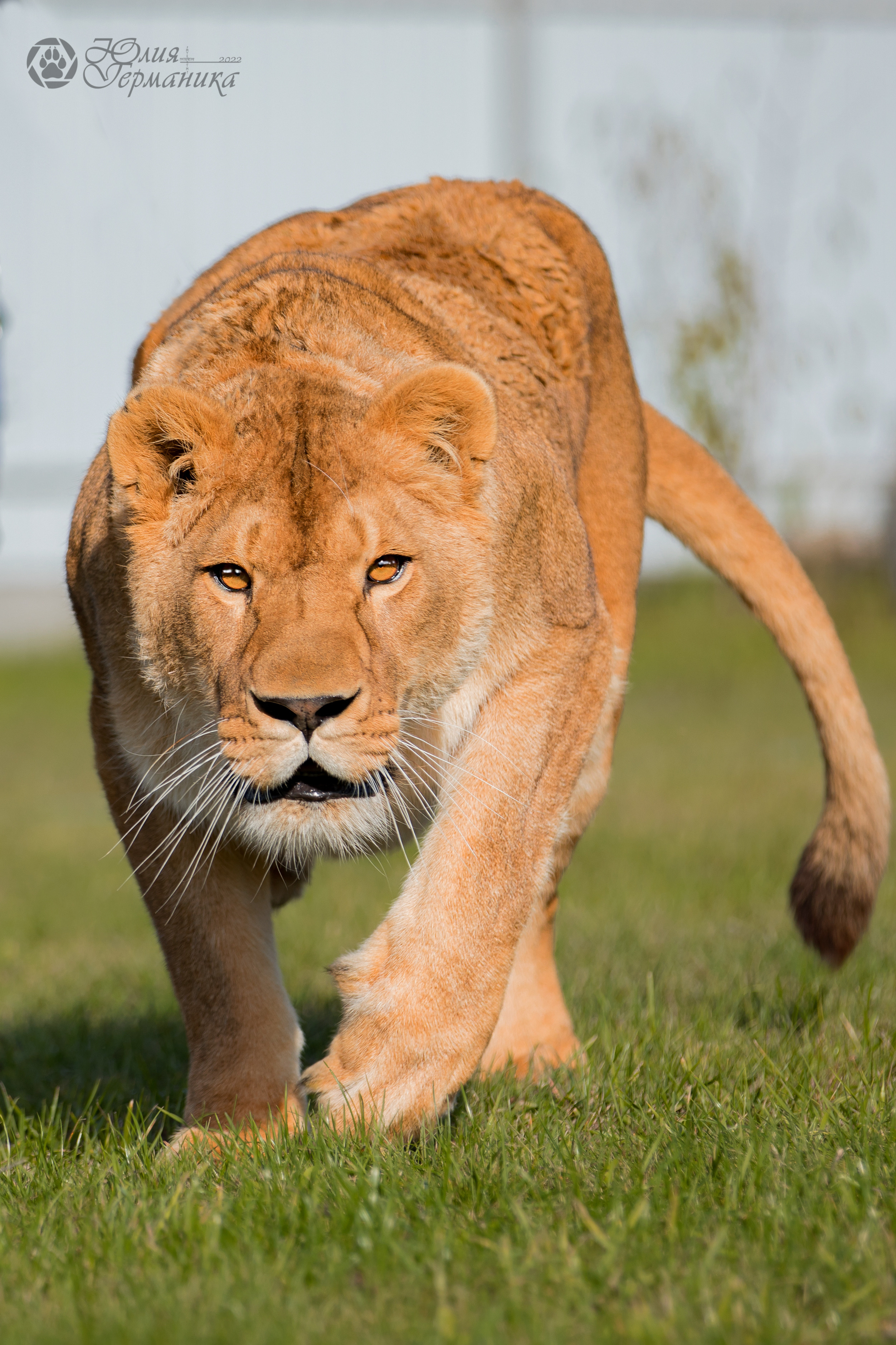 Герда(львица). Фотограф-анималист Юлия Германика