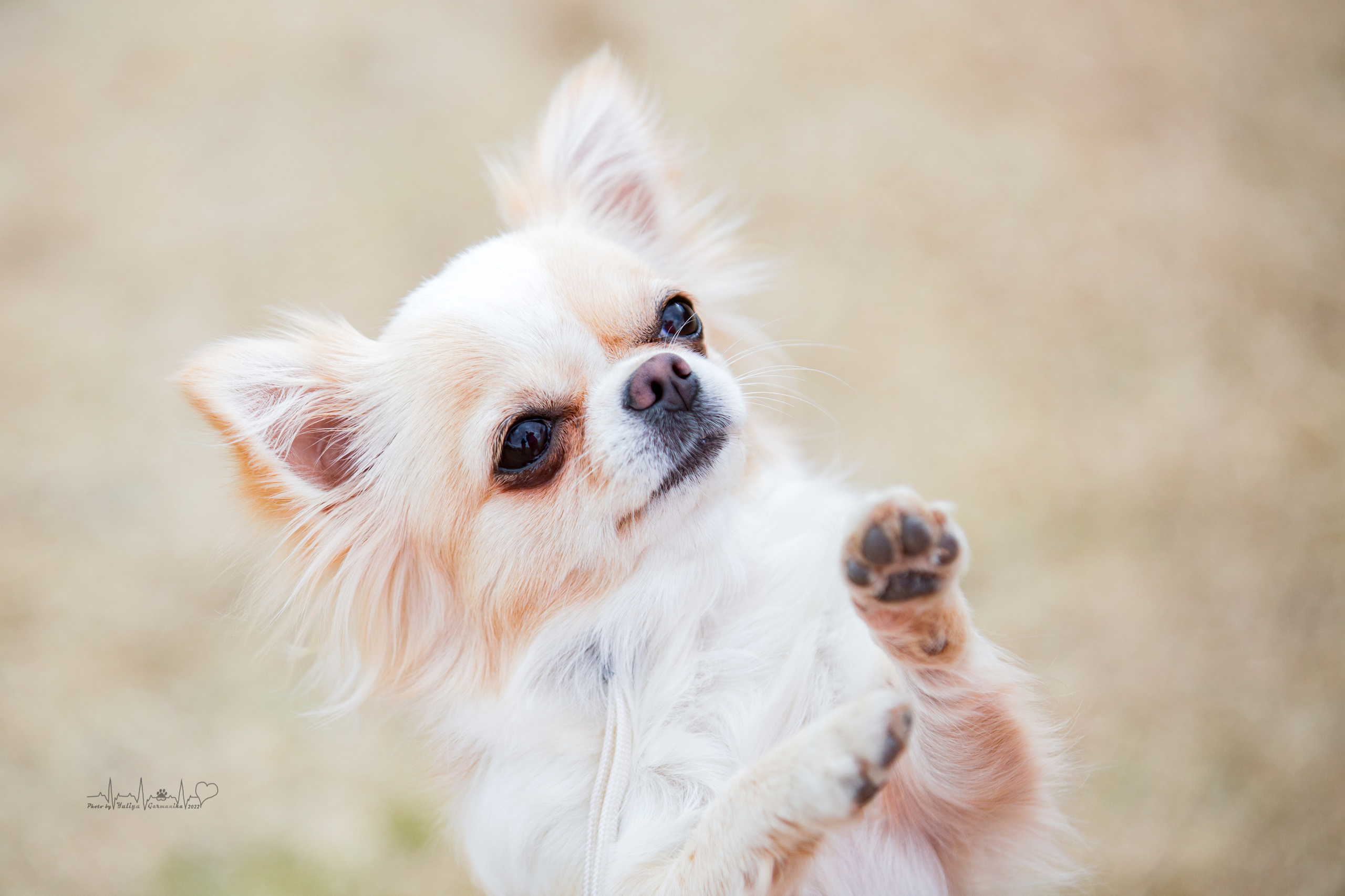 Минск 2хCACIB 3-4.09.2022. Фотограф-анималист Юлия Германика