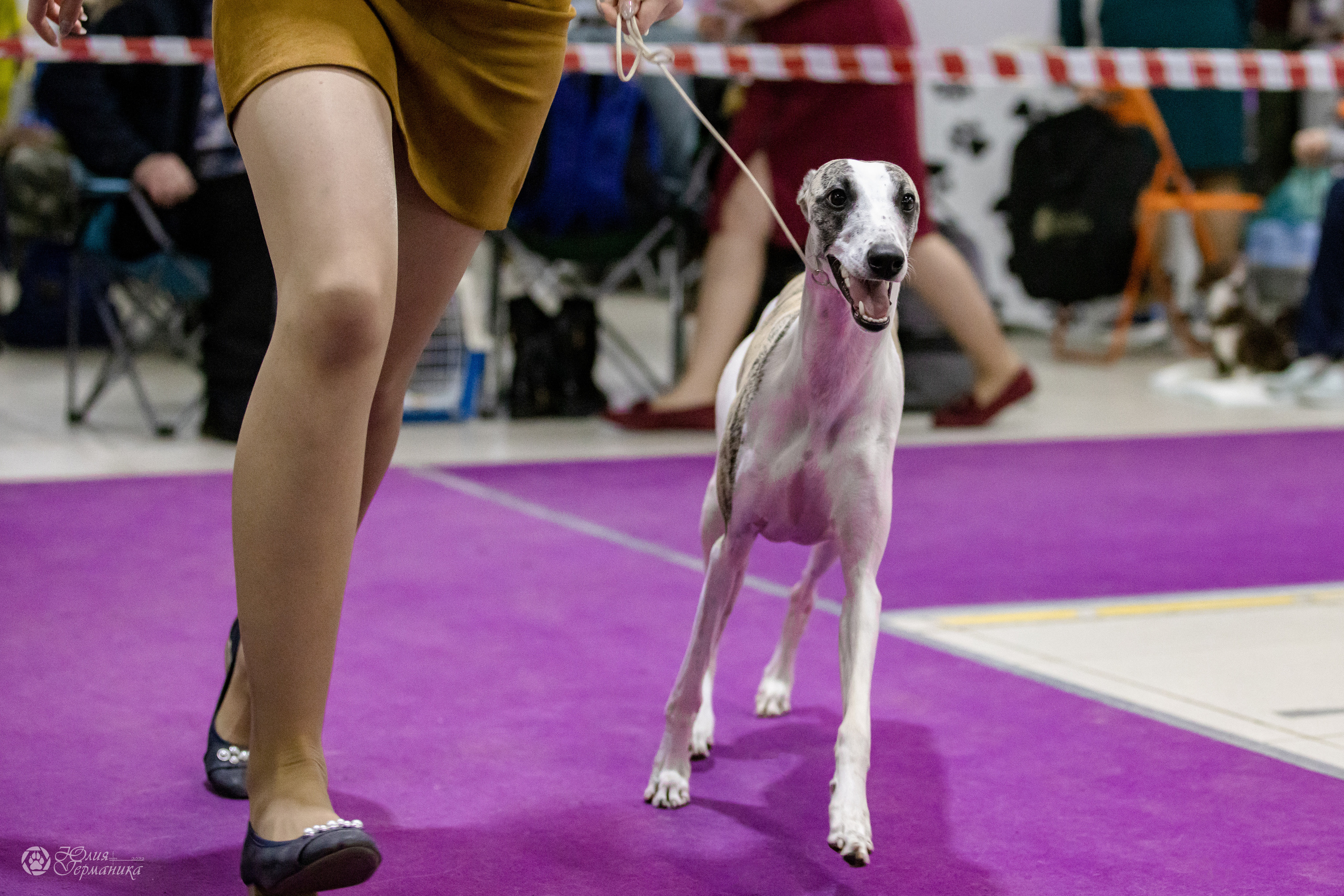 Чайна-Таун 3 и 12.11.2022. Фотограф-анималист Юлия Германика