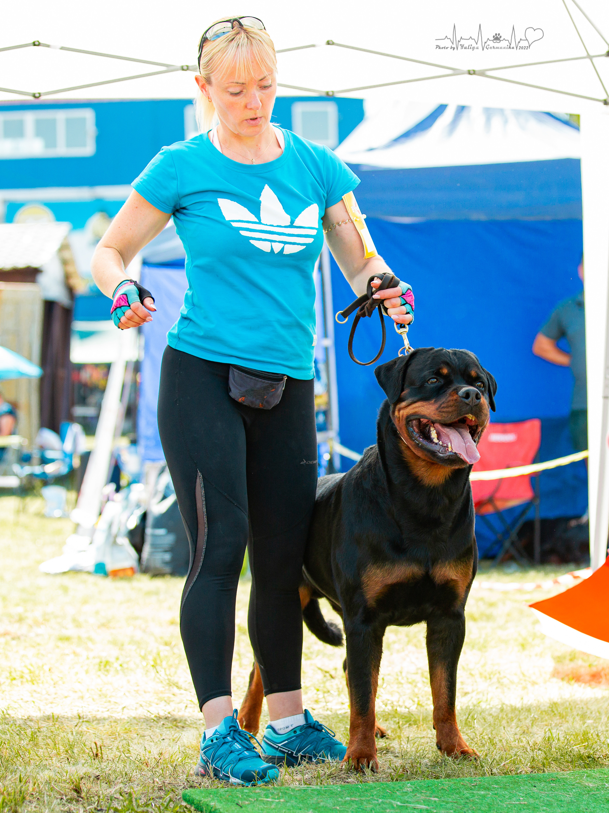 Рязань моно ротвейлеров 13.08.2022. Фотограф-анималист Юлия Германика
