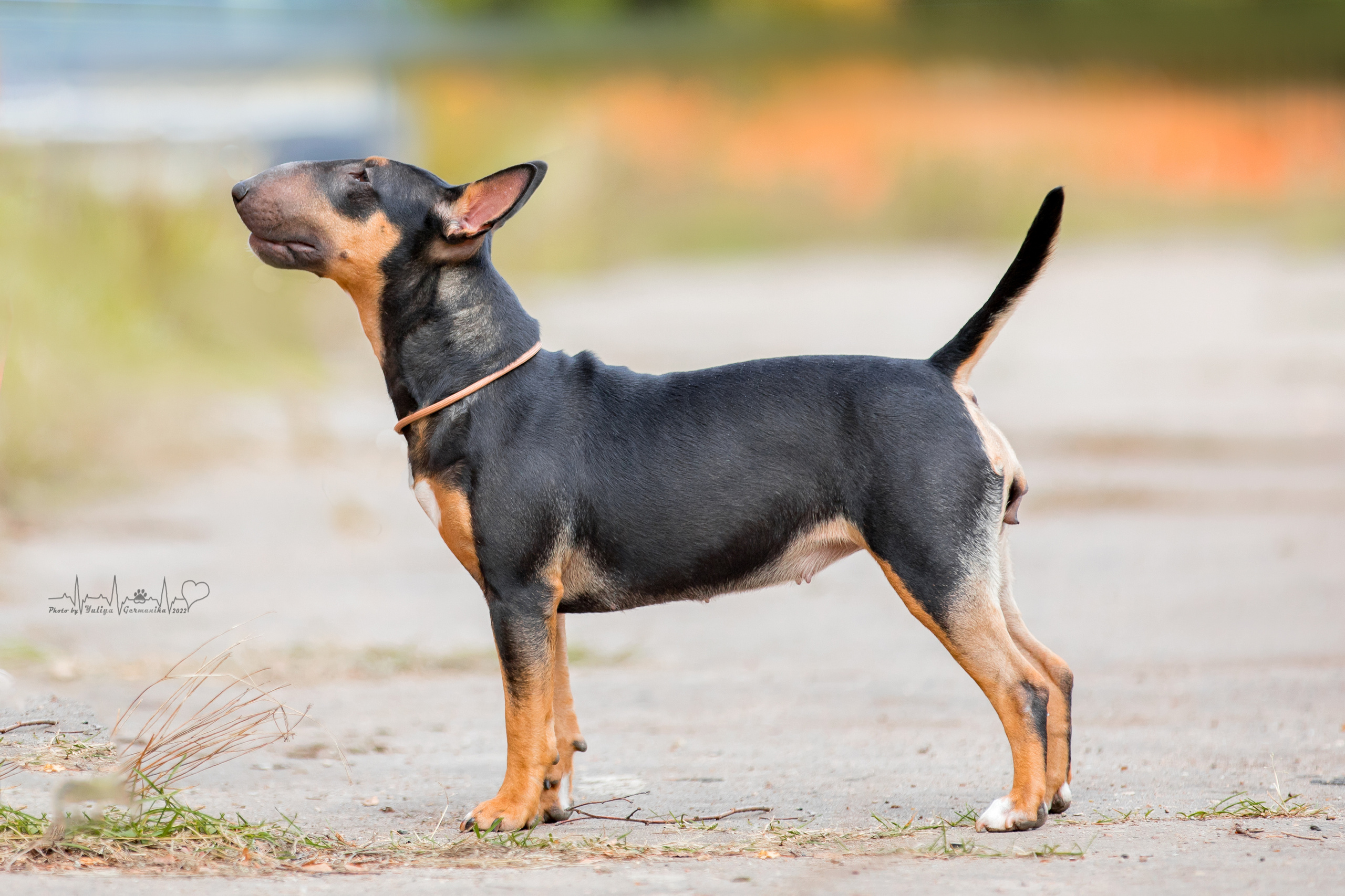 Тверь ЧРКФ 18.09.2022. Фотограф-анималист Юлия Германика