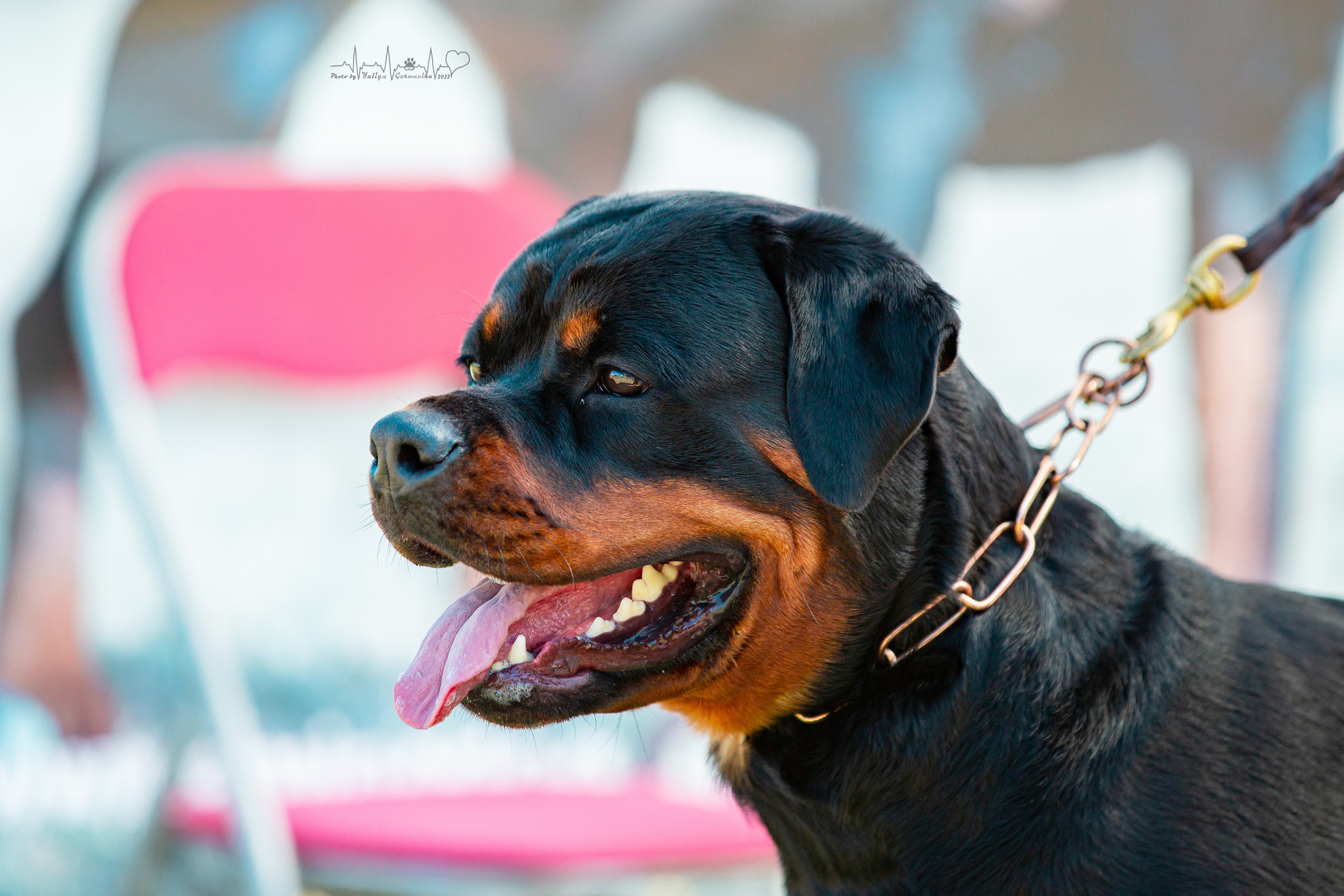 Рязань моно ротвейлеров 13.08.2022. Фотограф-анималист Юлия Германика