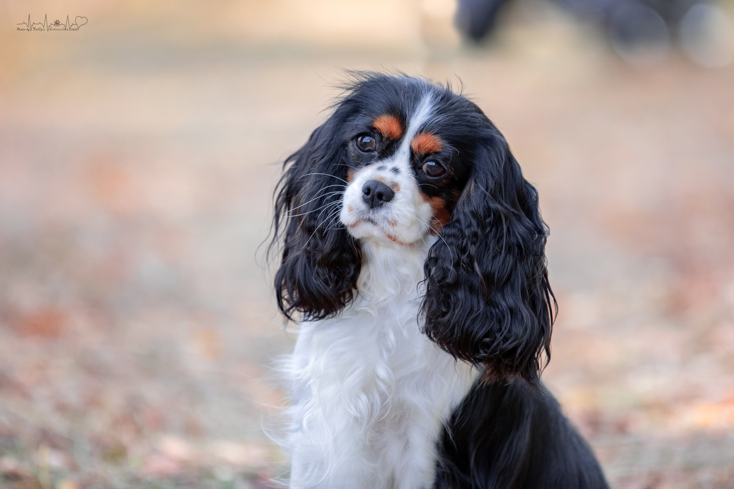 Пушкино ЧРКФ 17.09.2022. Фотограф-анималист Юлия Германика