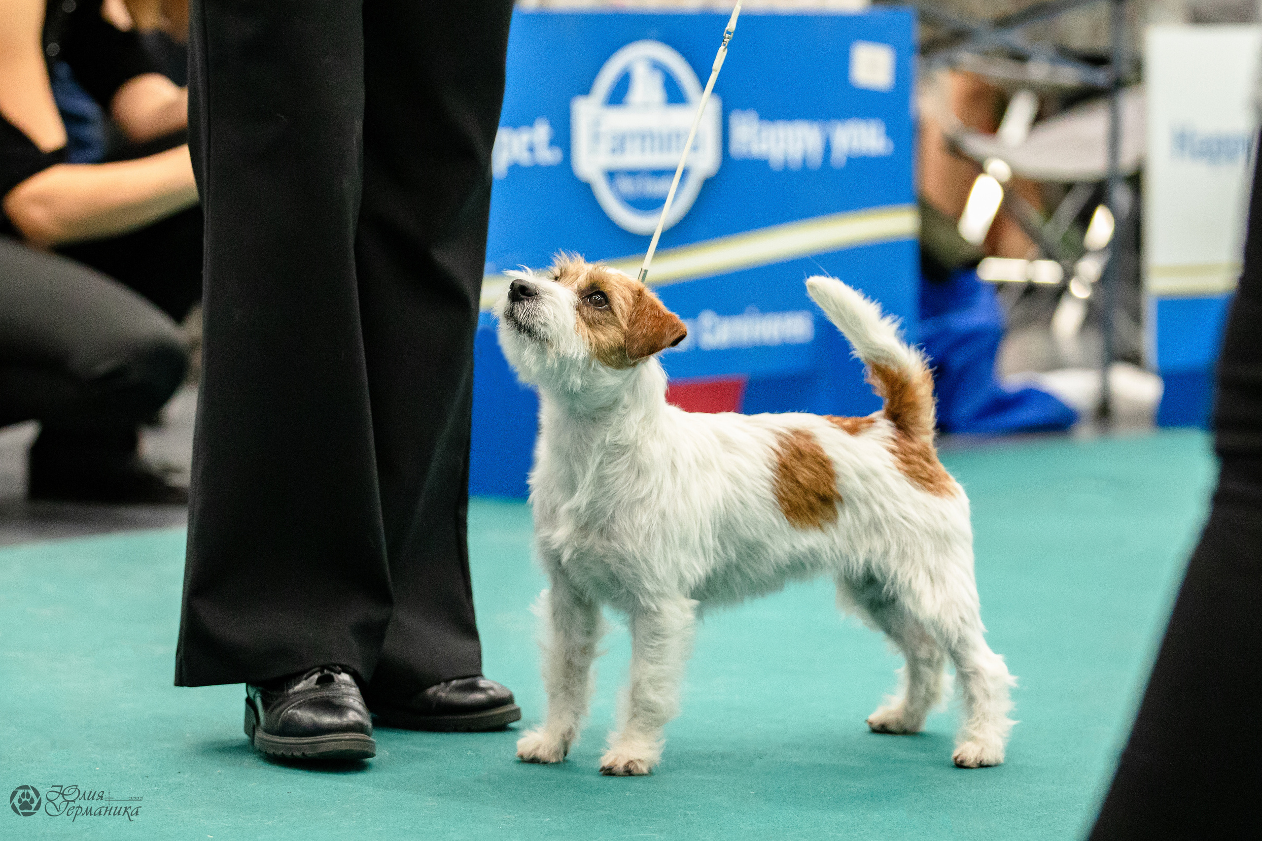 Нижний Новгород 15-16.10.2022. Фотограф-анималист Юлия Германика