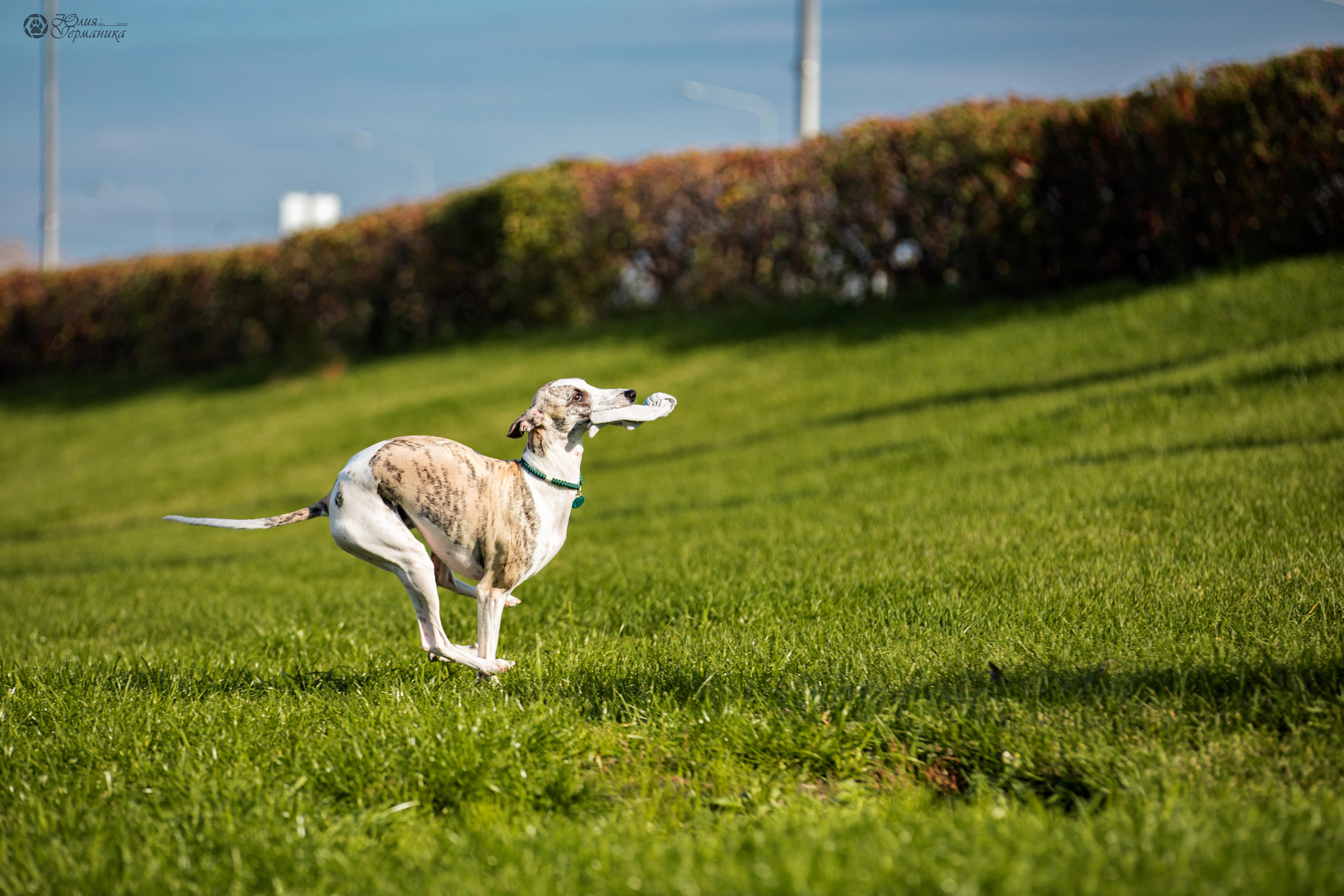 Нижний Новгород 15-16.10.2022. Фотограф-анималист Юлия Германика
