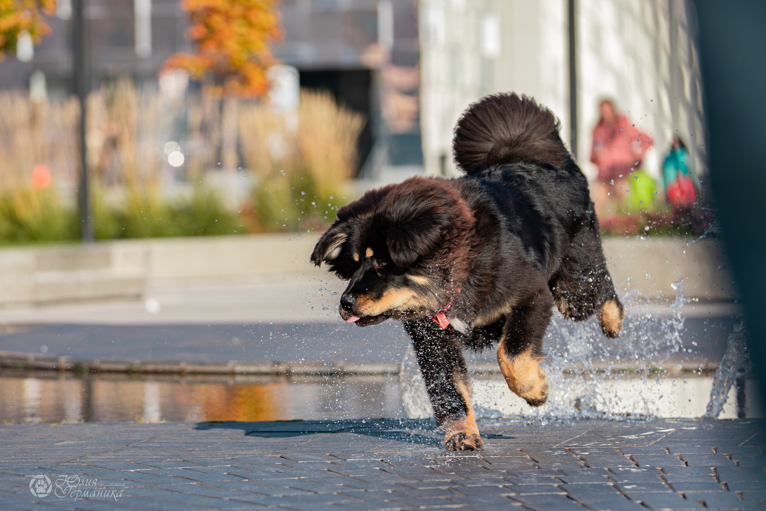 Нижний Новгород 15-16.10.2022. Фотограф-анималист Юлия Германика