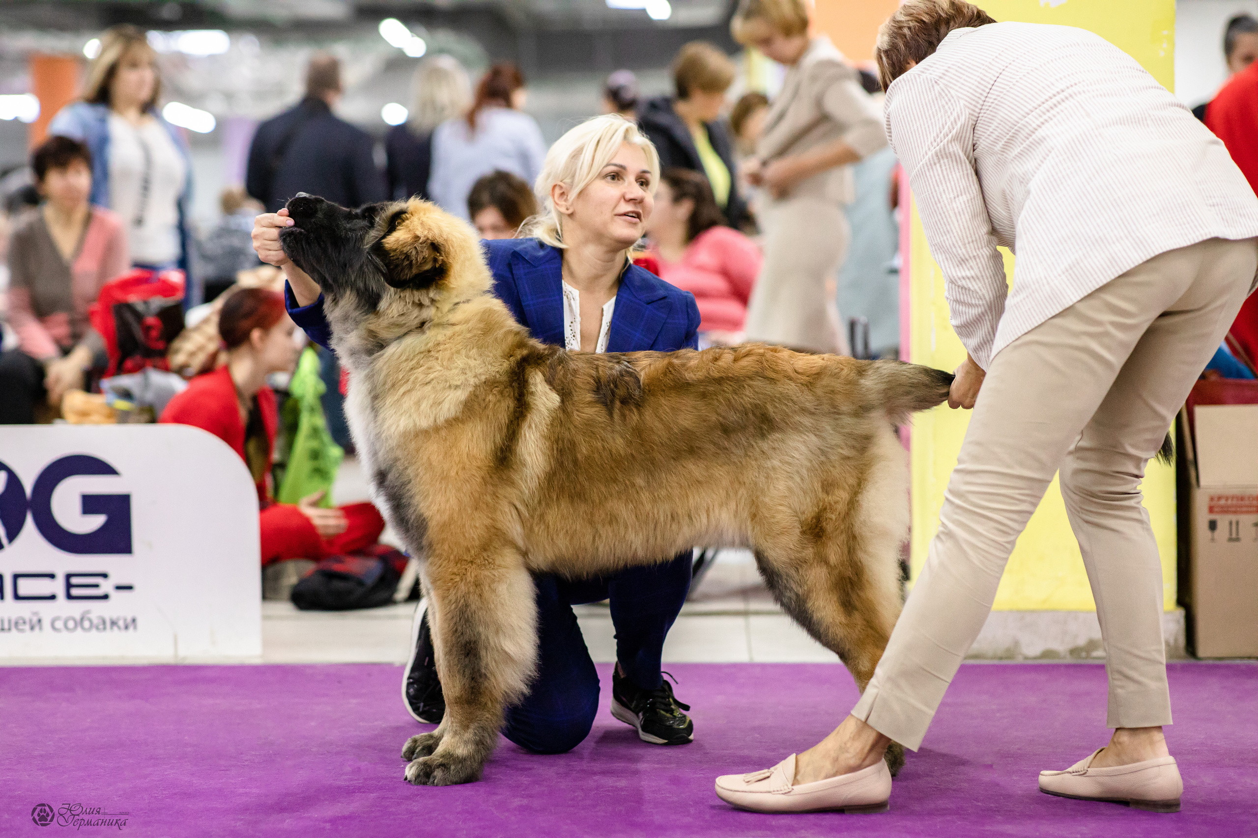 Чайна-Таун 29-30.10.2022. Фотограф-анималист Юлия Германика