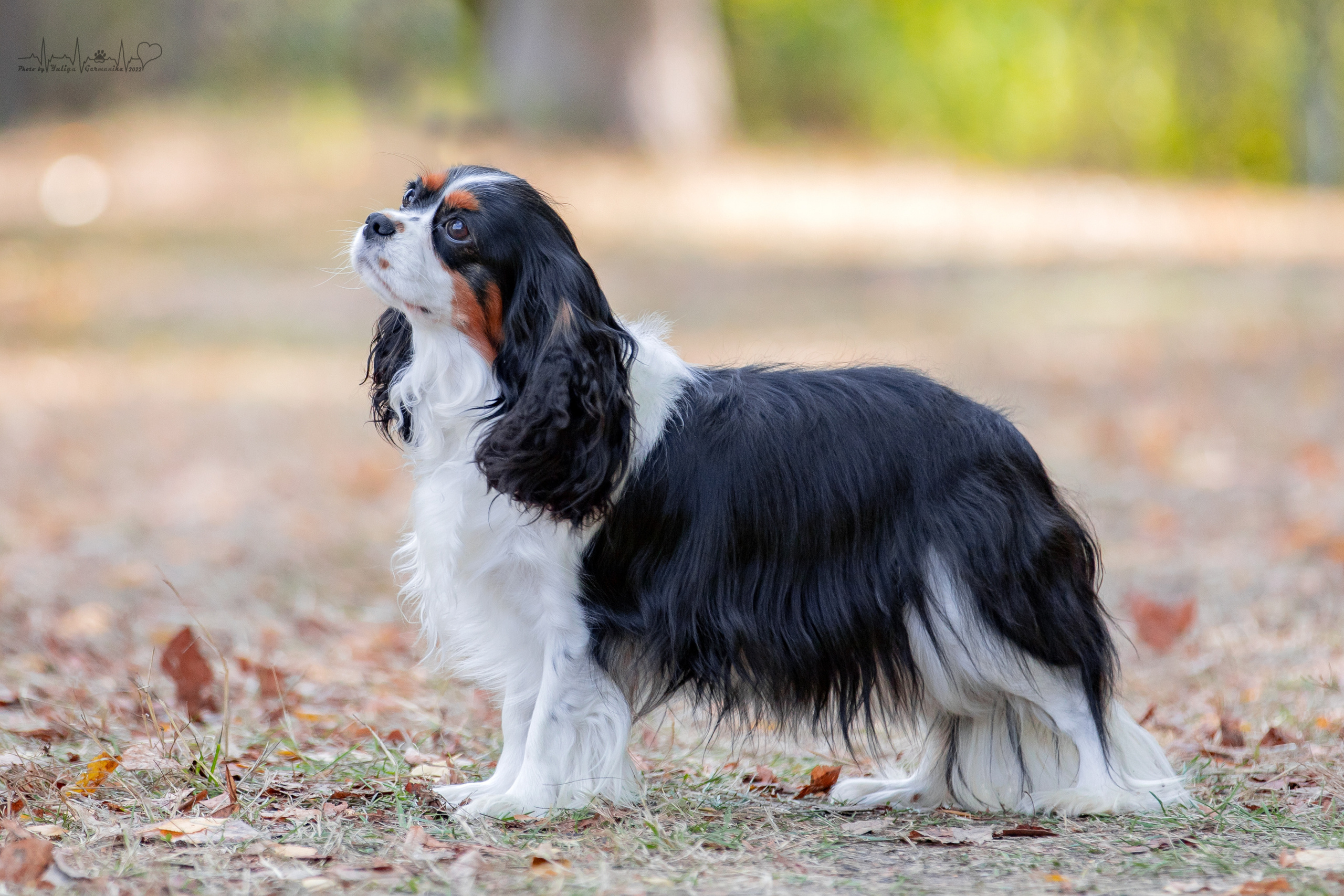 Пушкино ЧРКФ 17.09.2022. Фотограф-анималист Юлия Германика