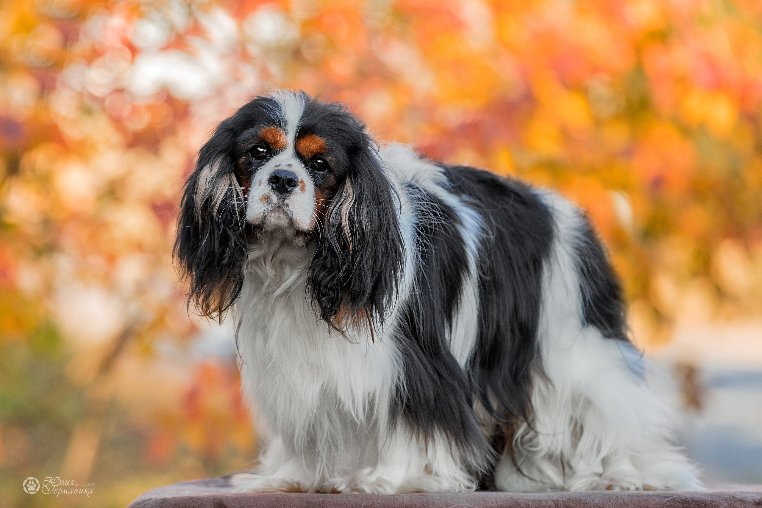 Свободная съемка. Фотограф-анималист Юлия Германика