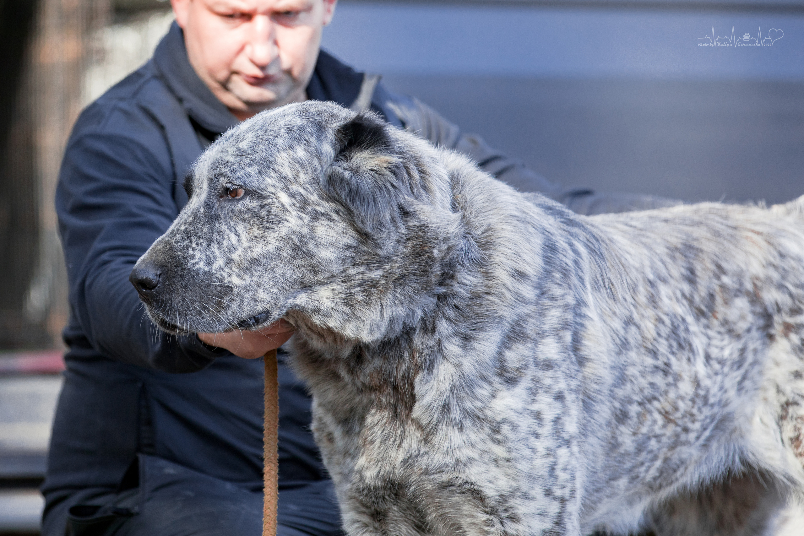 Тверь ЧРКФ 18.09.2022. Фотограф-анималист Юлия Германика