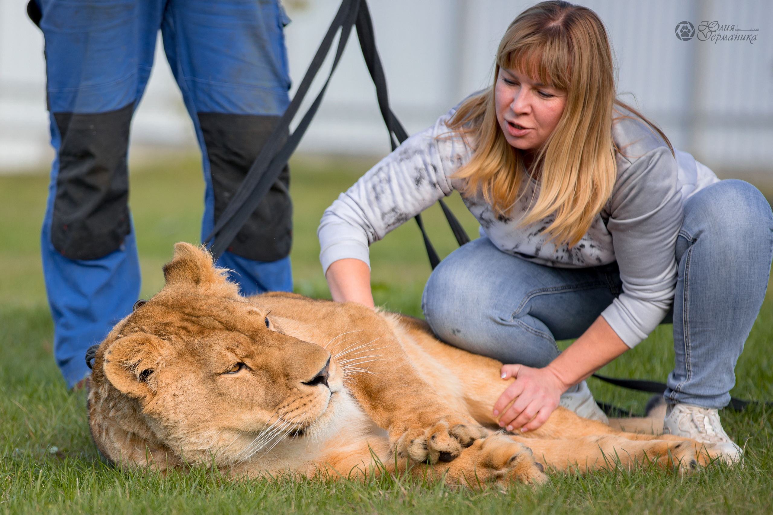 Герда(львица). Фотограф-анималист Юлия Германика
