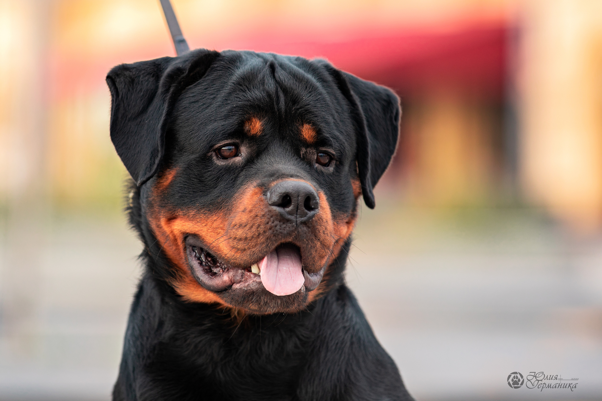 Нижний Новгород 15-16.10.2022. Фотограф-анималист Юлия Германика