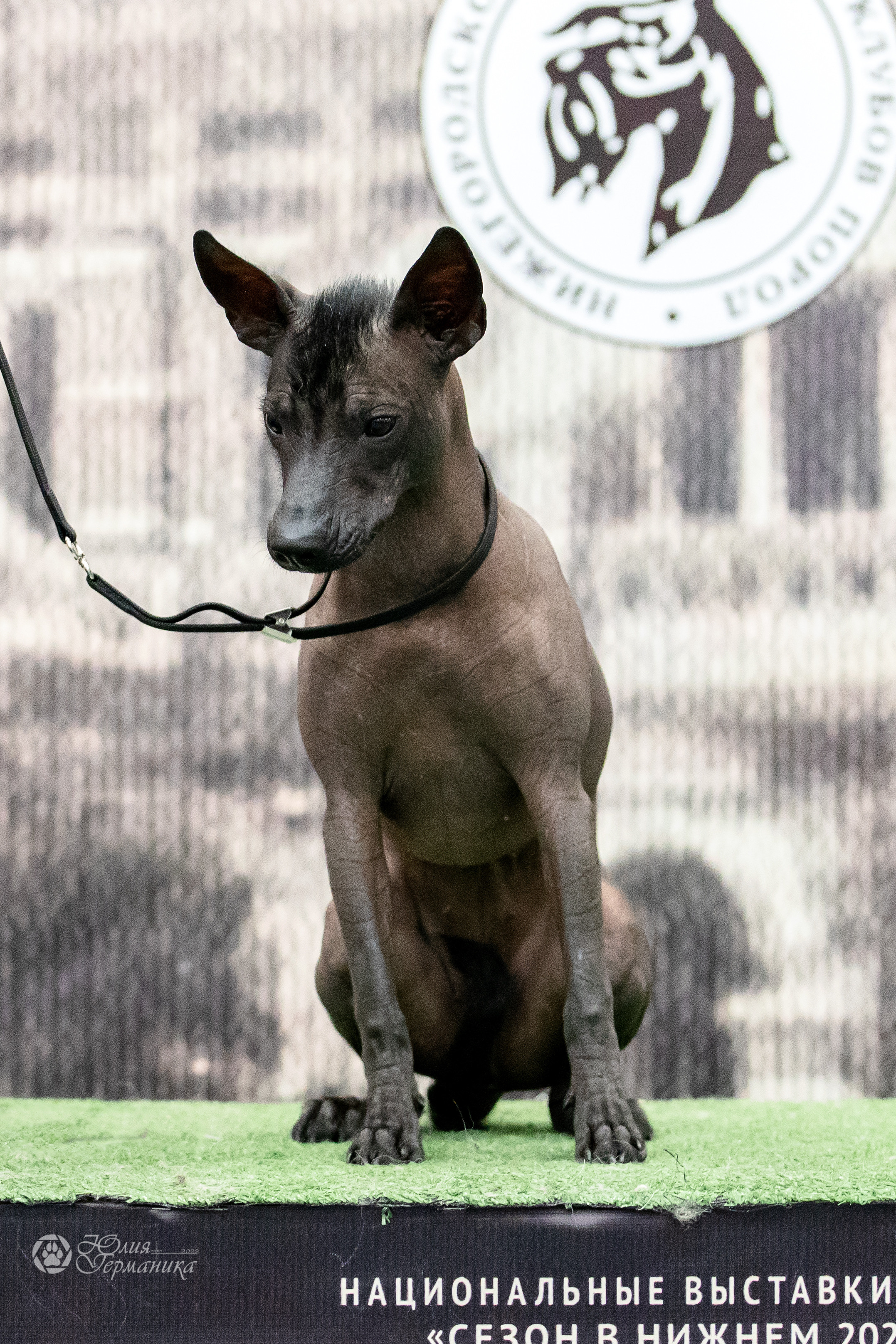 Нижний Новгород 15-16.10.2022. Фотограф-анималист Юлия Германика