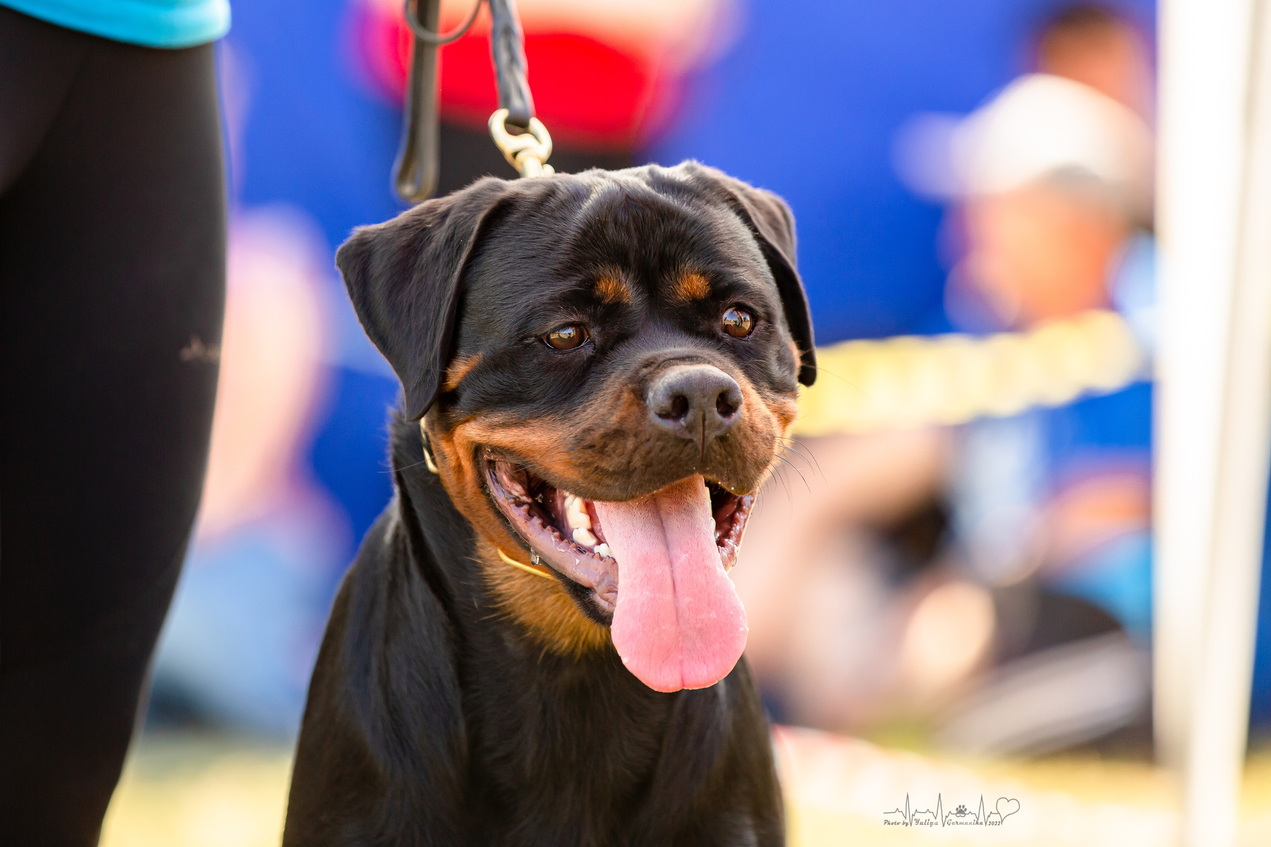 Рязань моно ротвейлеров 13.08.2022. Фотограф-анималист Юлия Германика
