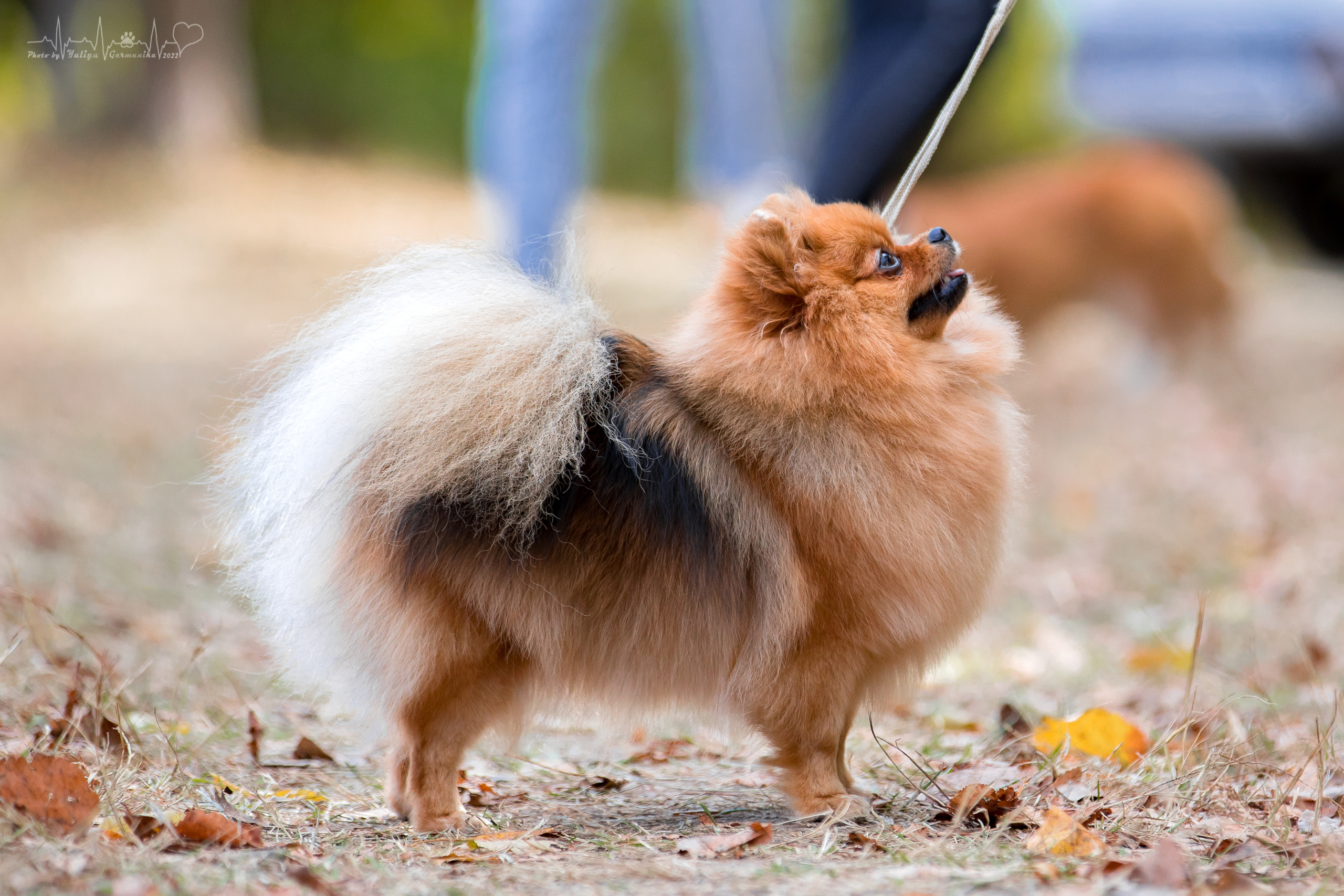 Пушкино ЧРКФ 17.09.2022. Фотограф-анималист Юлия Германика