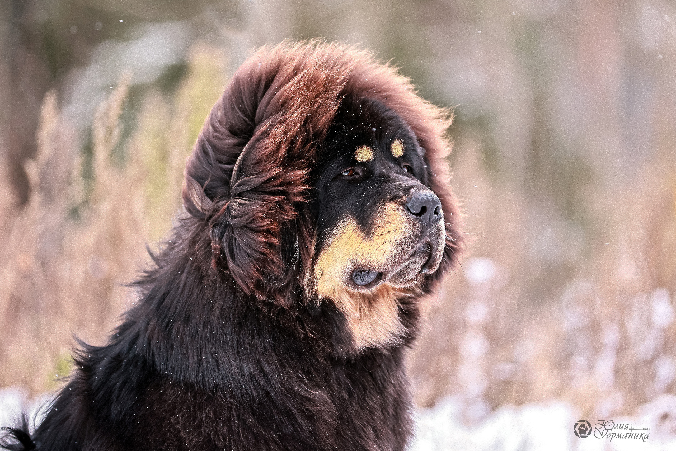 Минск 19-20.11.2022. Фотограф-анималист Юлия Германика