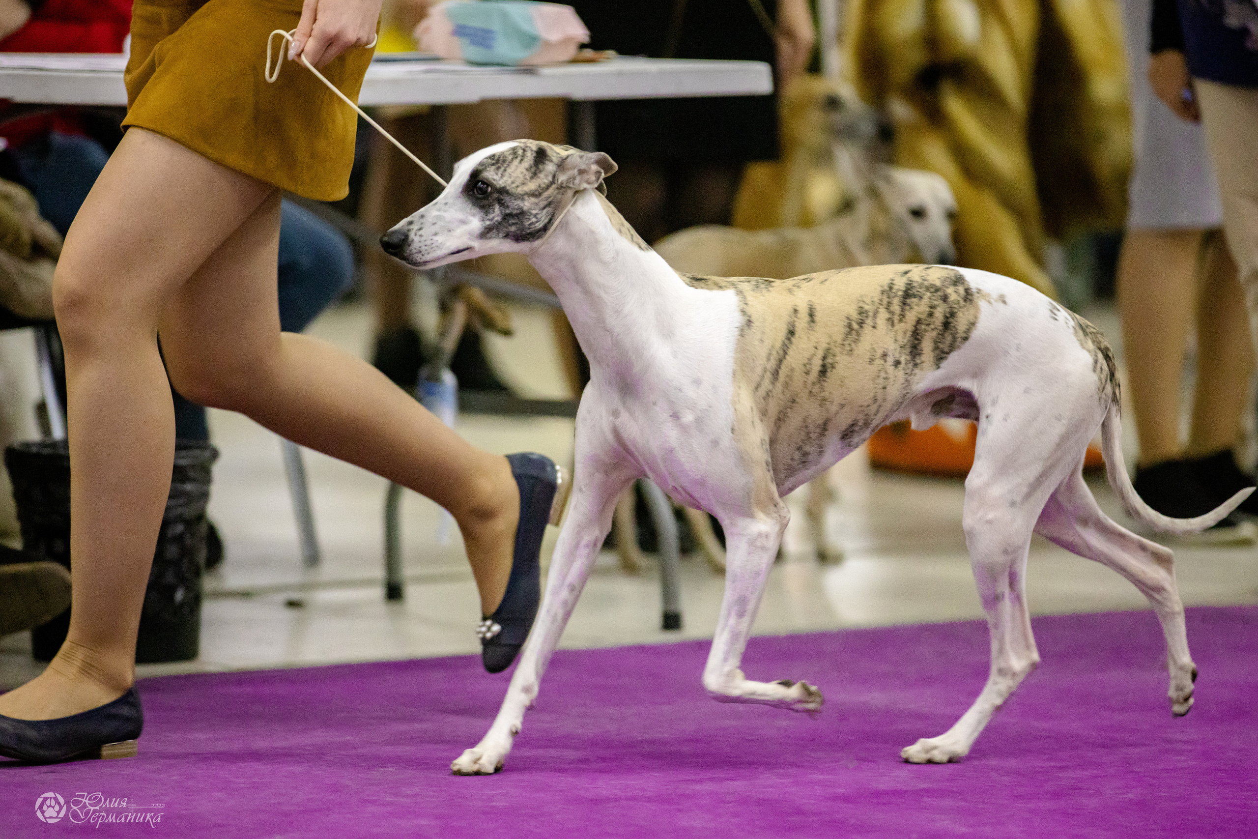 Чайна-Таун 3 и 12.11.2022. Фотограф-анималист Юлия Германика