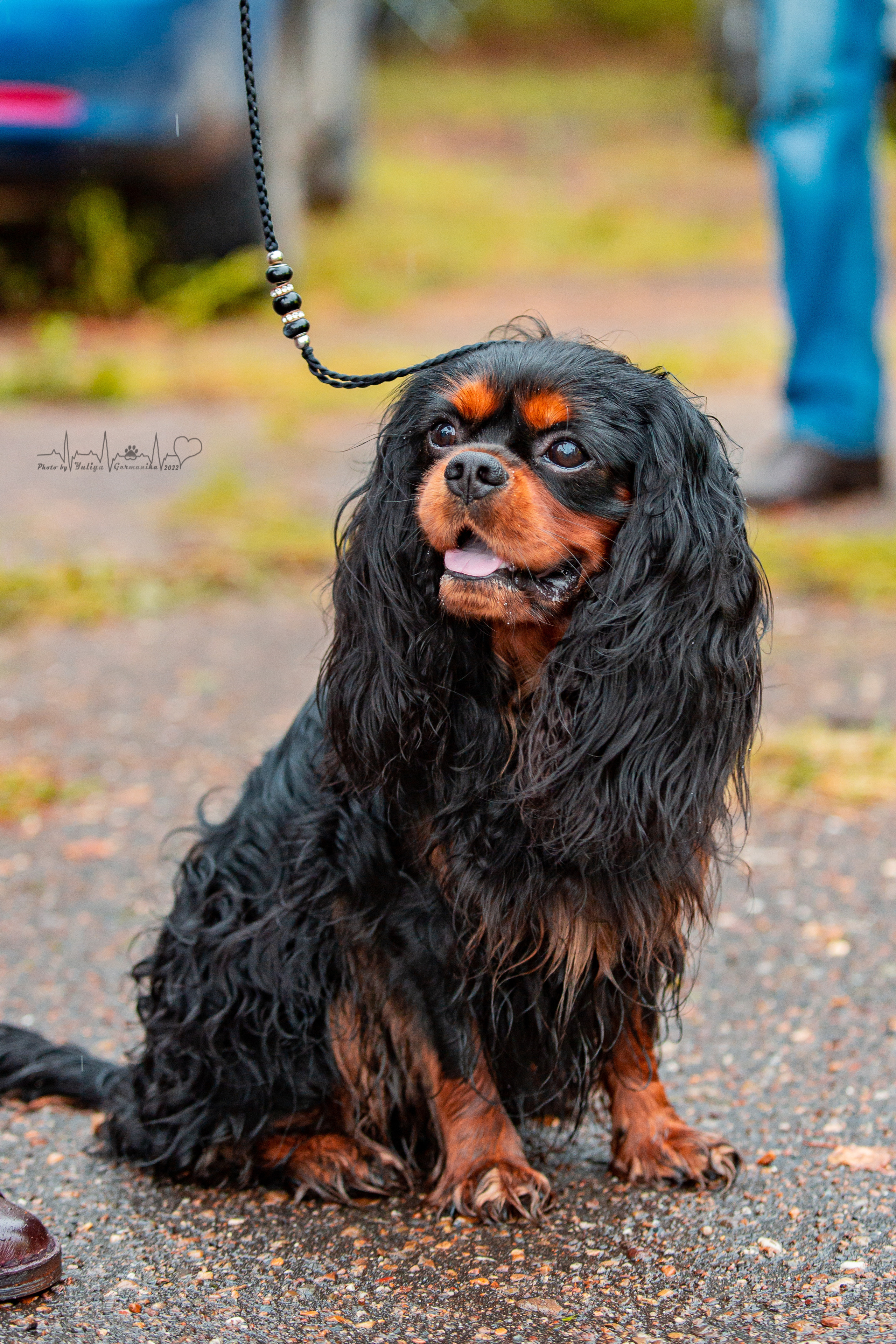 Ховрино 31.07,Чайна-Таун 6.08,Тверь 7.08. Фотограф-анималист Юлия Германика