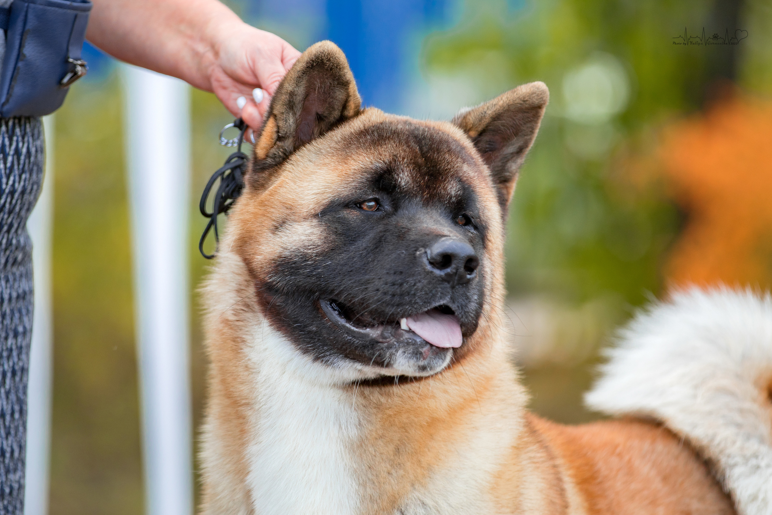 Тверь ЧРКФ 18.09.2022. Фотограф-анималист Юлия Германика