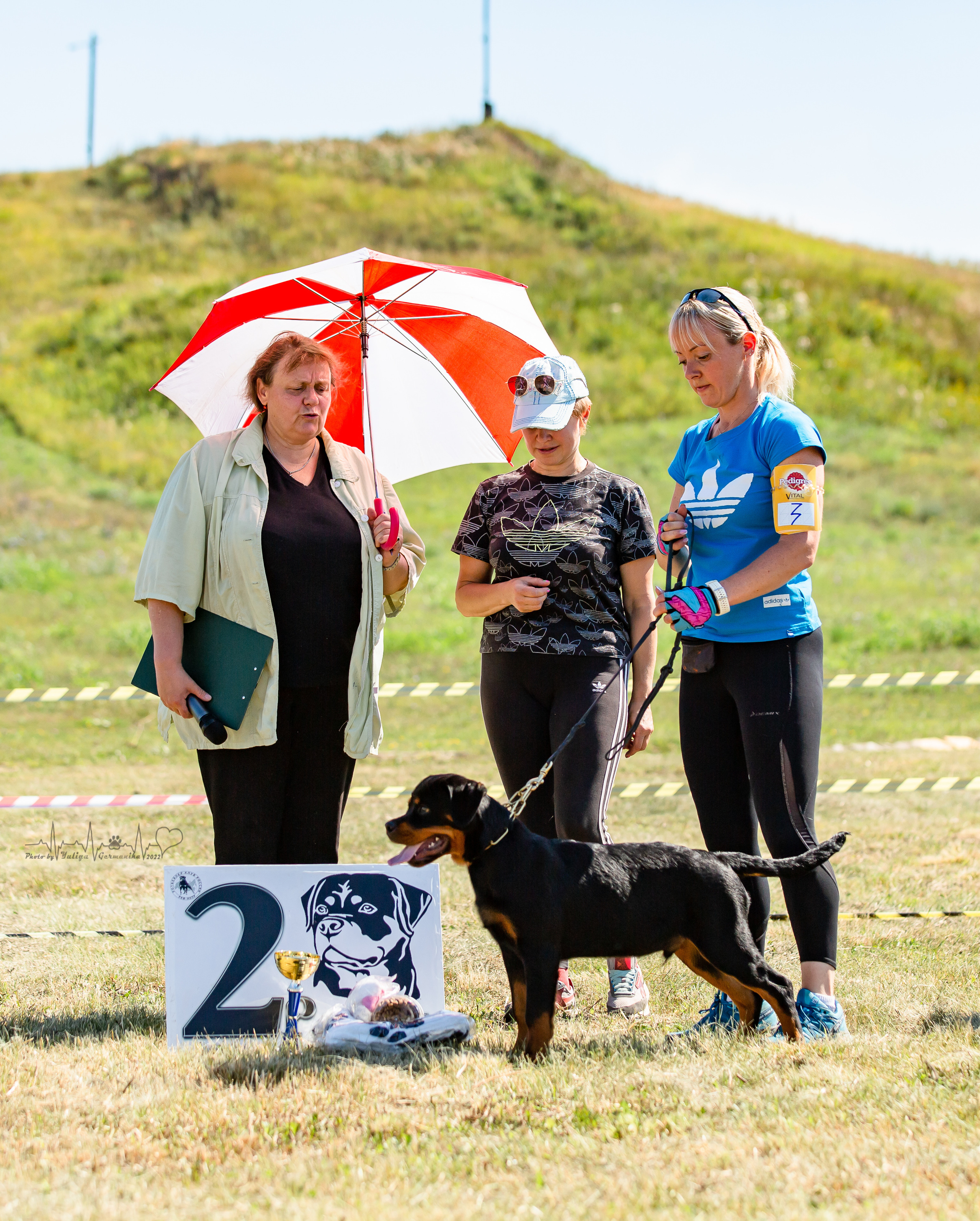 Рязань моно ротвейлеров 13.08.2022. Фотограф-анималист Юлия Германика