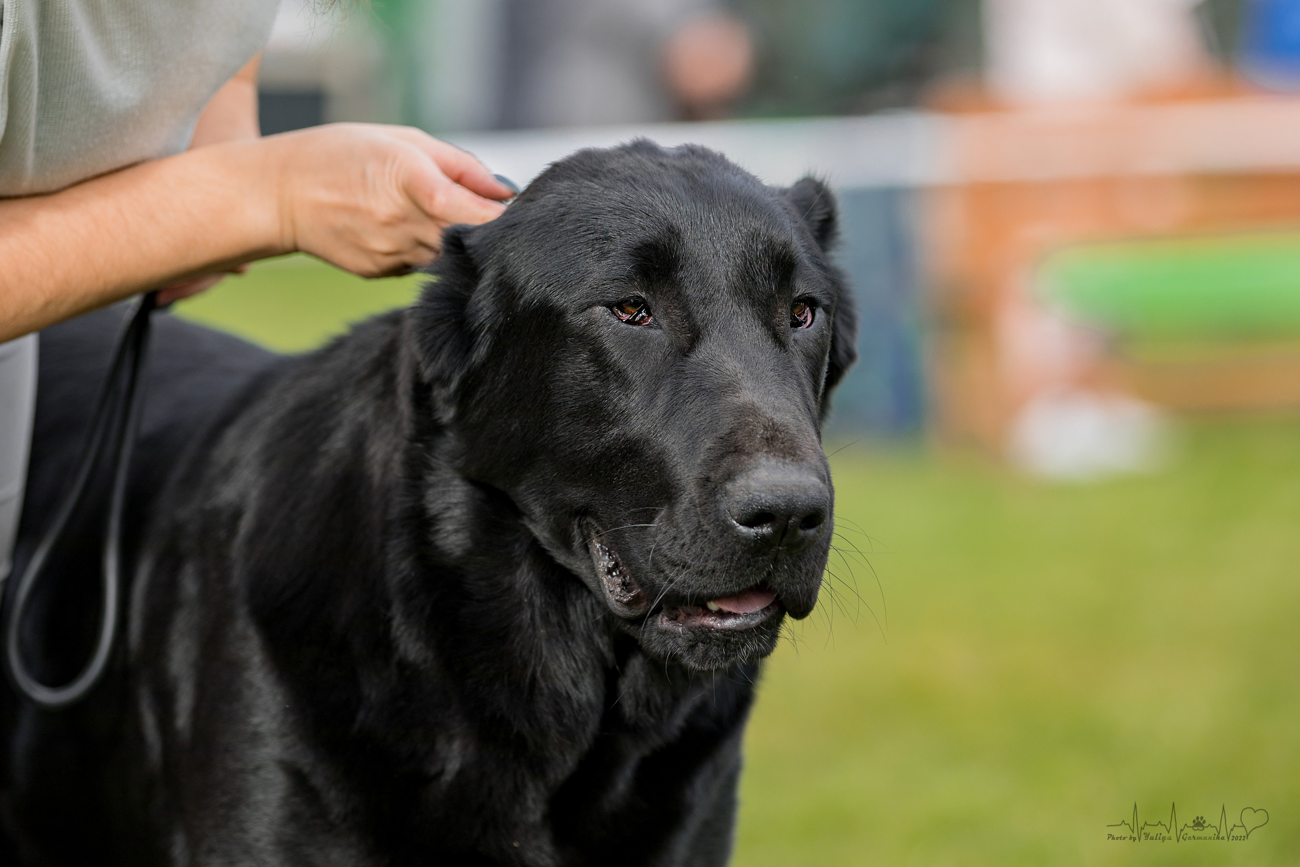 Александрова Слобода моно сао 2.10.2022. Фотограф-анималист Юлия Германика