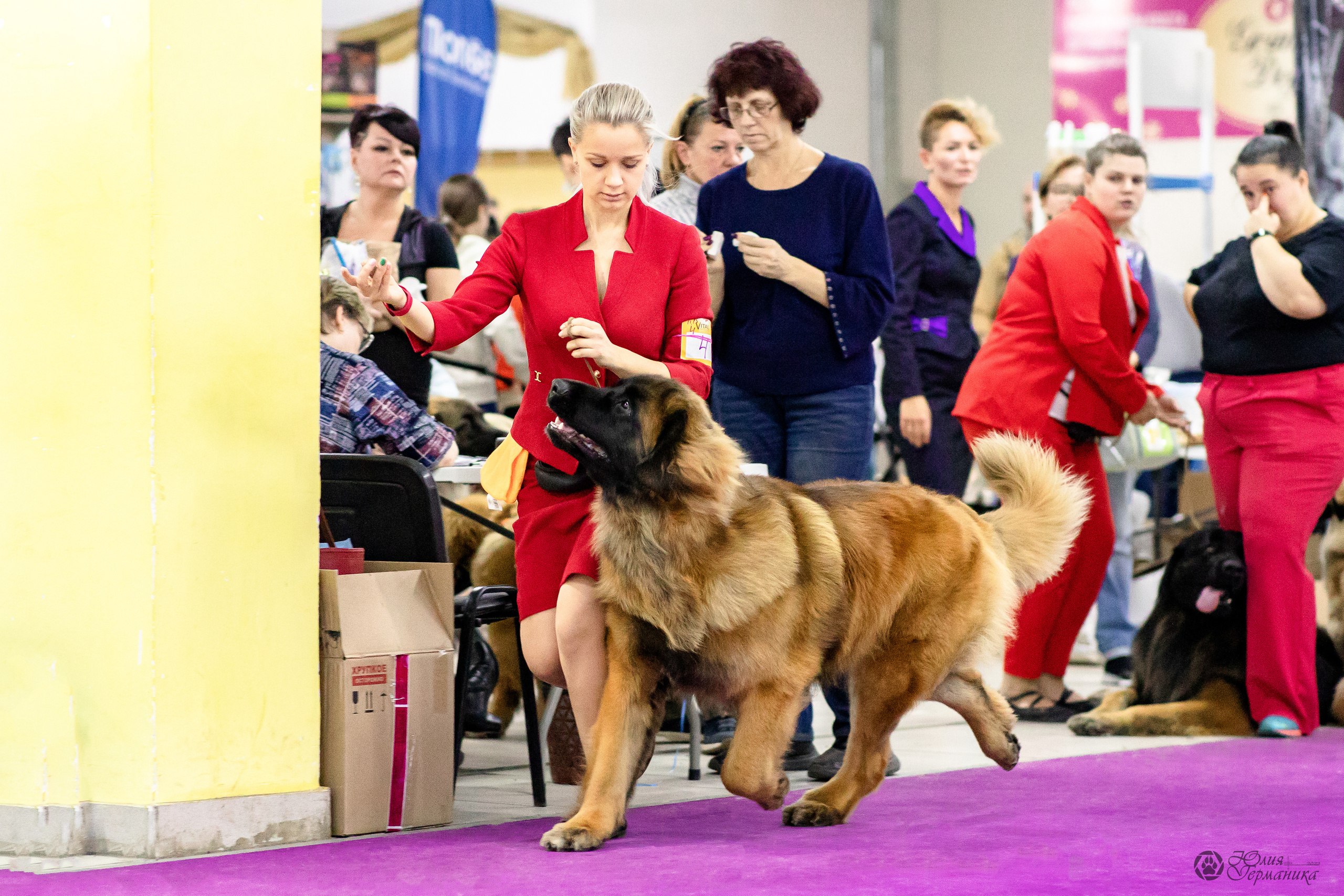 Чайна-Таун 29-30.10.2022. Фотограф-анималист Юлия Германика