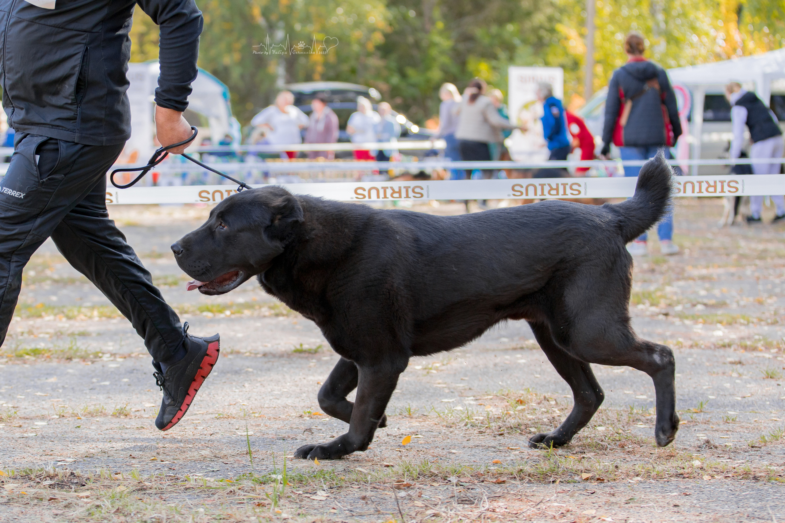 Тверь ЧРКФ 18.09.2022. Фотограф-анималист Юлия Германика