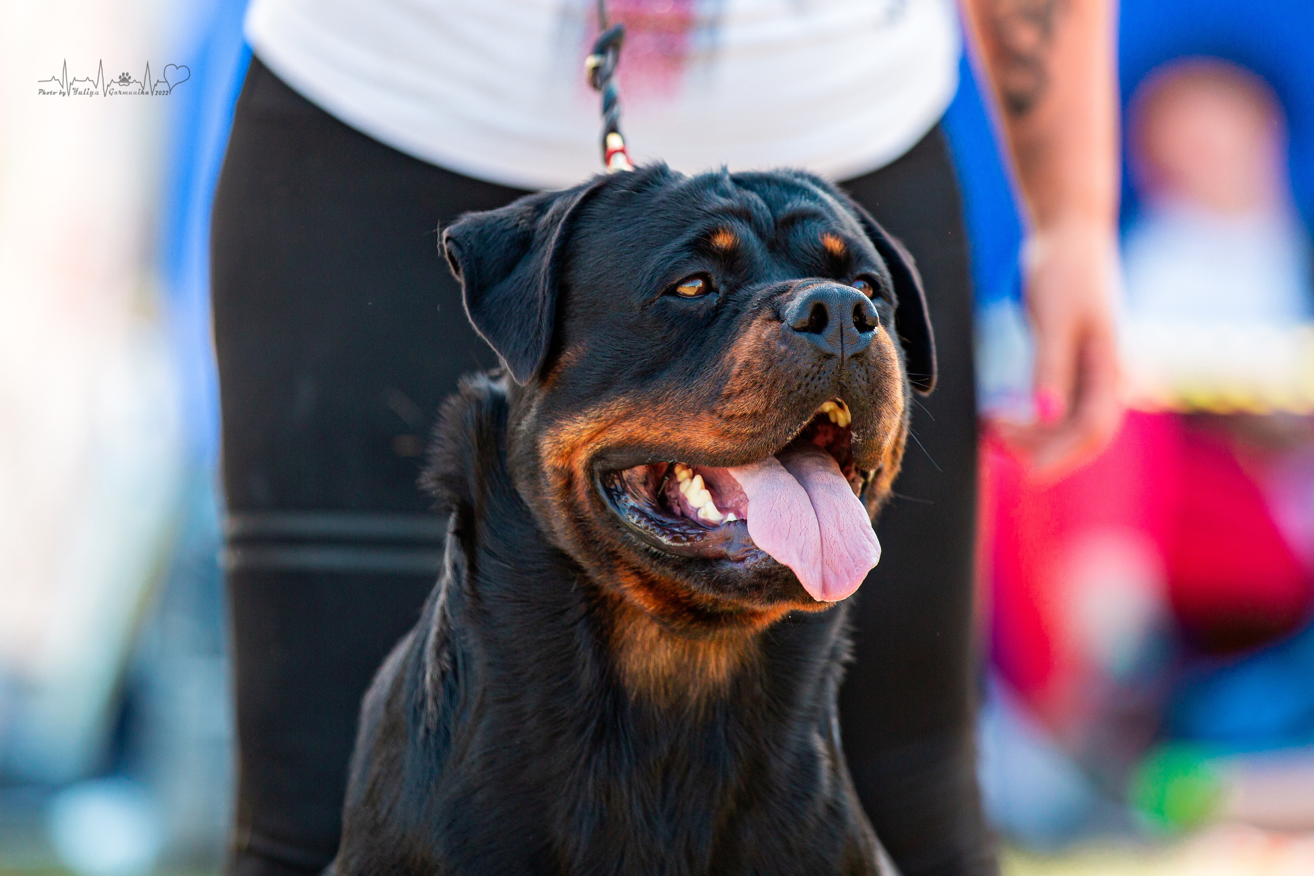 Рязань моно ротвейлеров 13.08.2022. Фотограф-анималист Юлия Германика