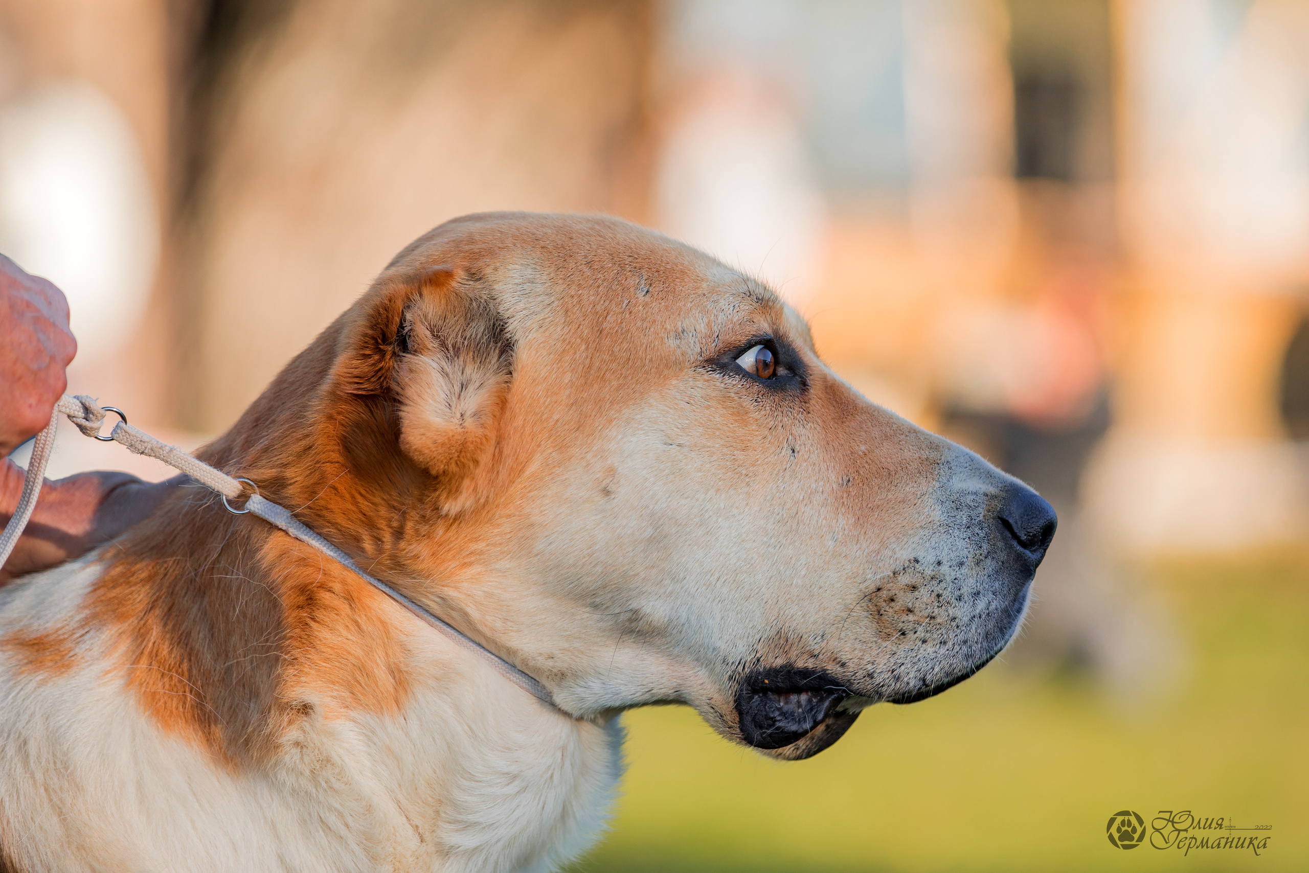 Александрова Слобода моно сао 2.10.2022. Фотограф-анималист Юлия Германика