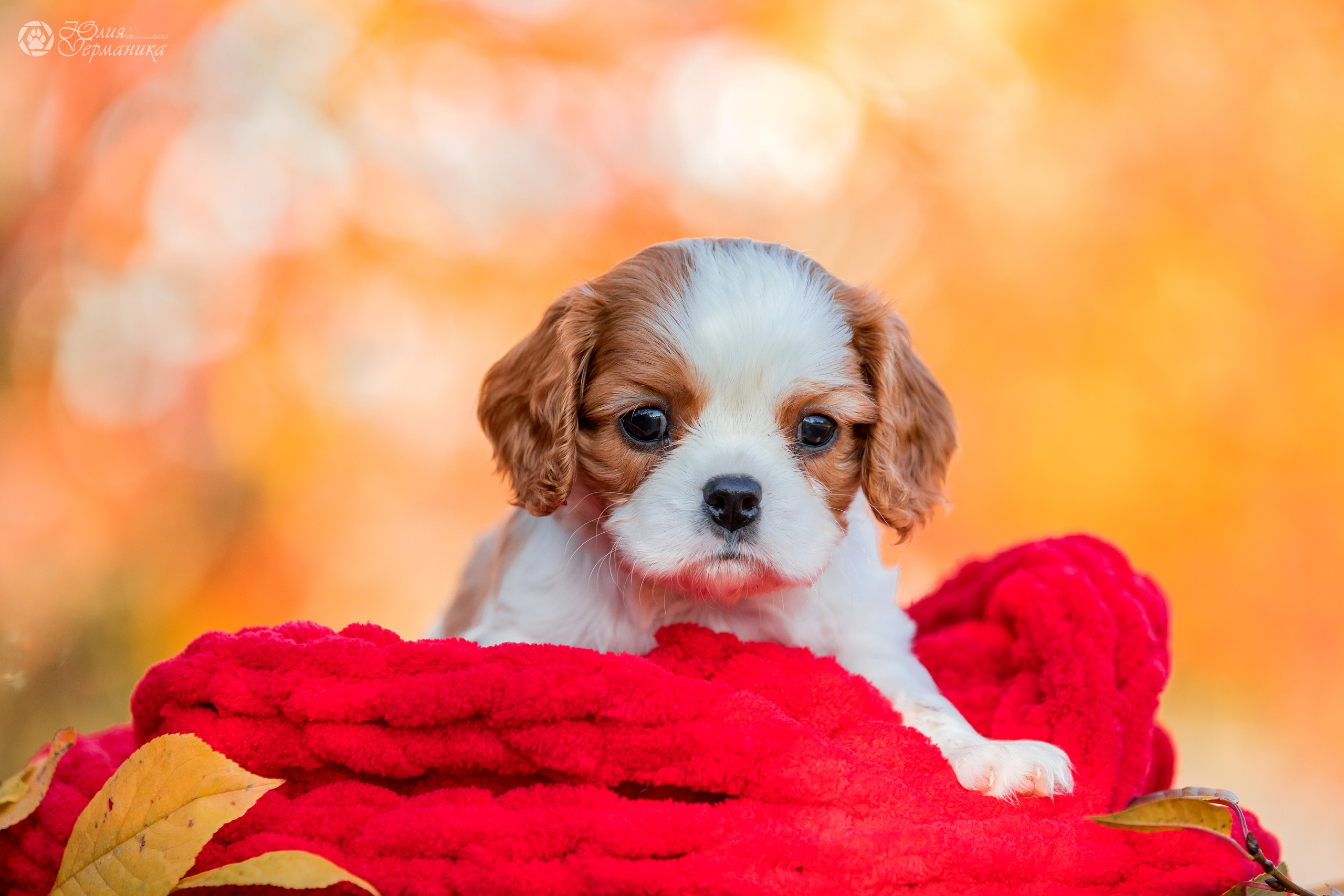 Съёмки щенков и котят. Фотограф-анималист Юлия Германика
