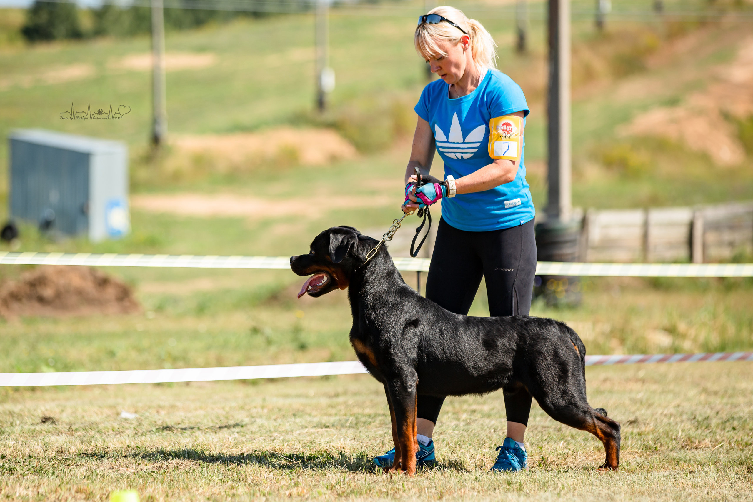 Рязань моно ротвейлеров 13.08.2022. Фотограф-анималист Юлия Германика