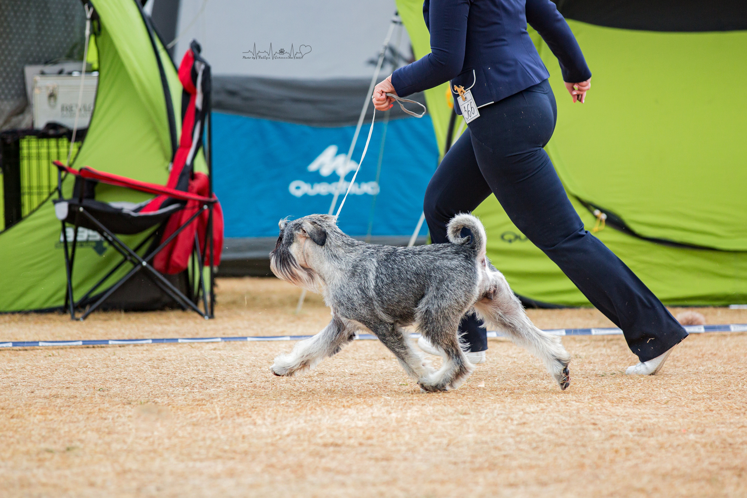 Минск 2хCACIB 3-4.09.2022. Фотограф-анималист Юлия Германика