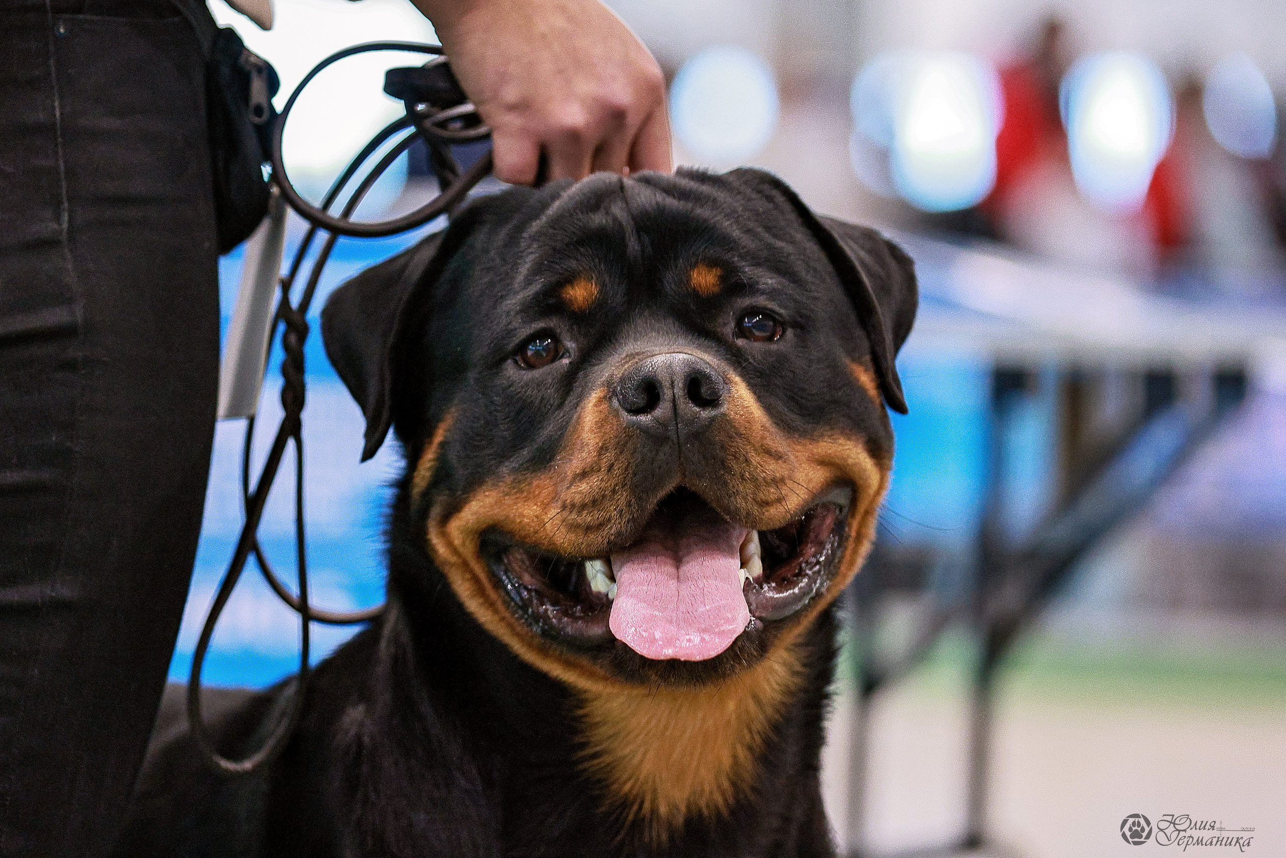 Минск 19-20.11.2022. Фотограф-анималист Юлия Германика