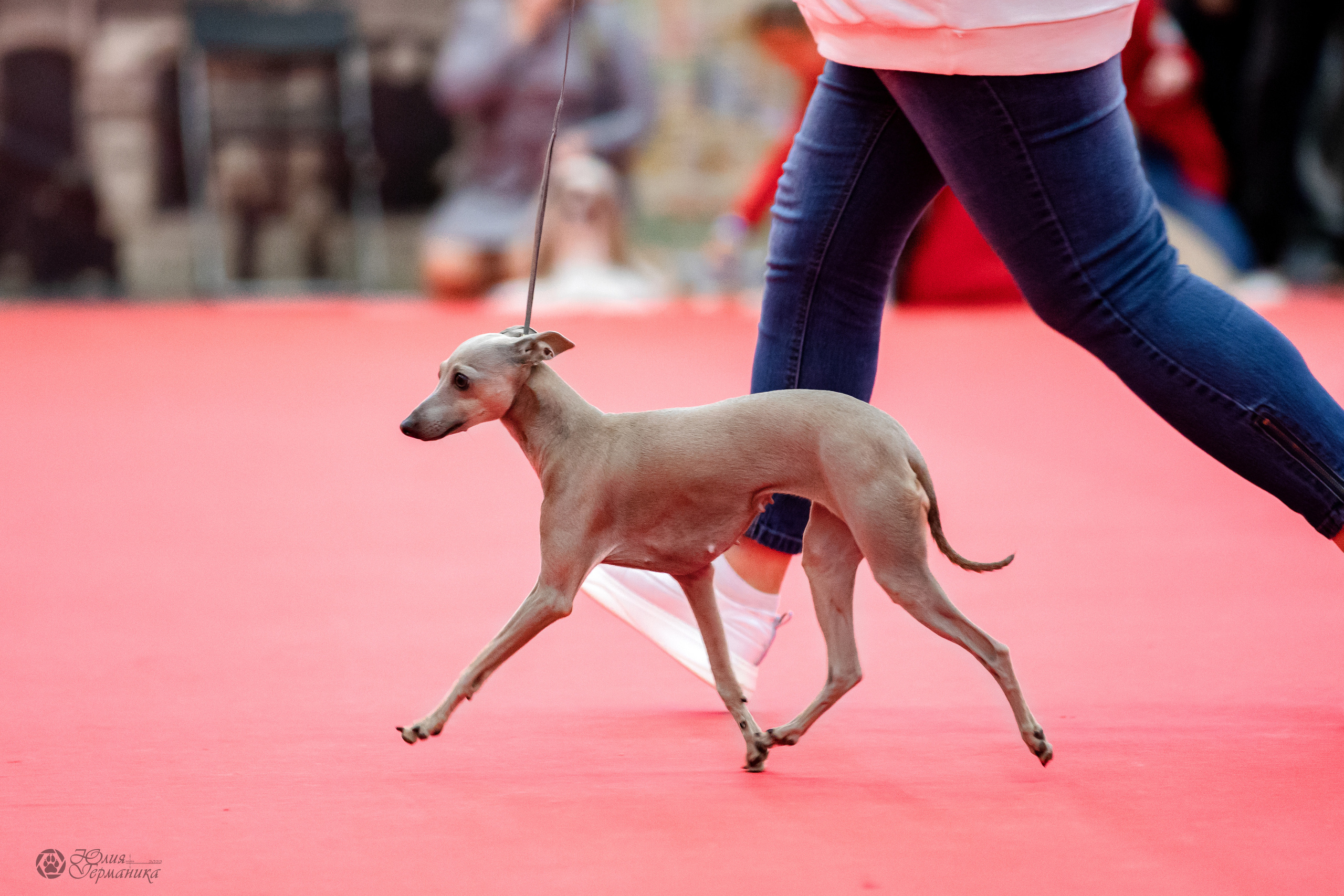 Нижний Новгород 15-16.10.2022. Фотограф-анималист Юлия Германика