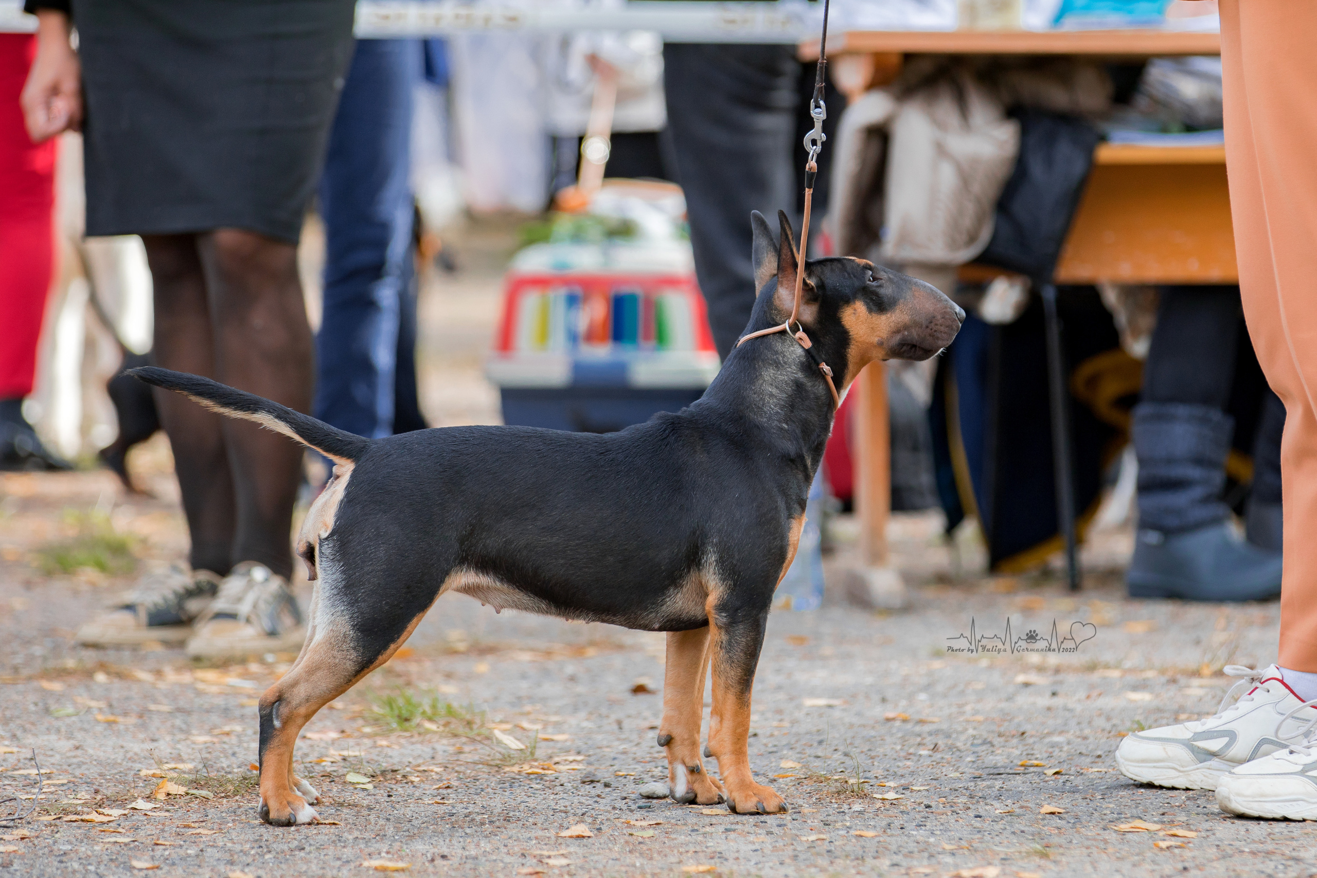 Тверь ЧРКФ 18.09.2022. Фотограф-анималист Юлия Германика