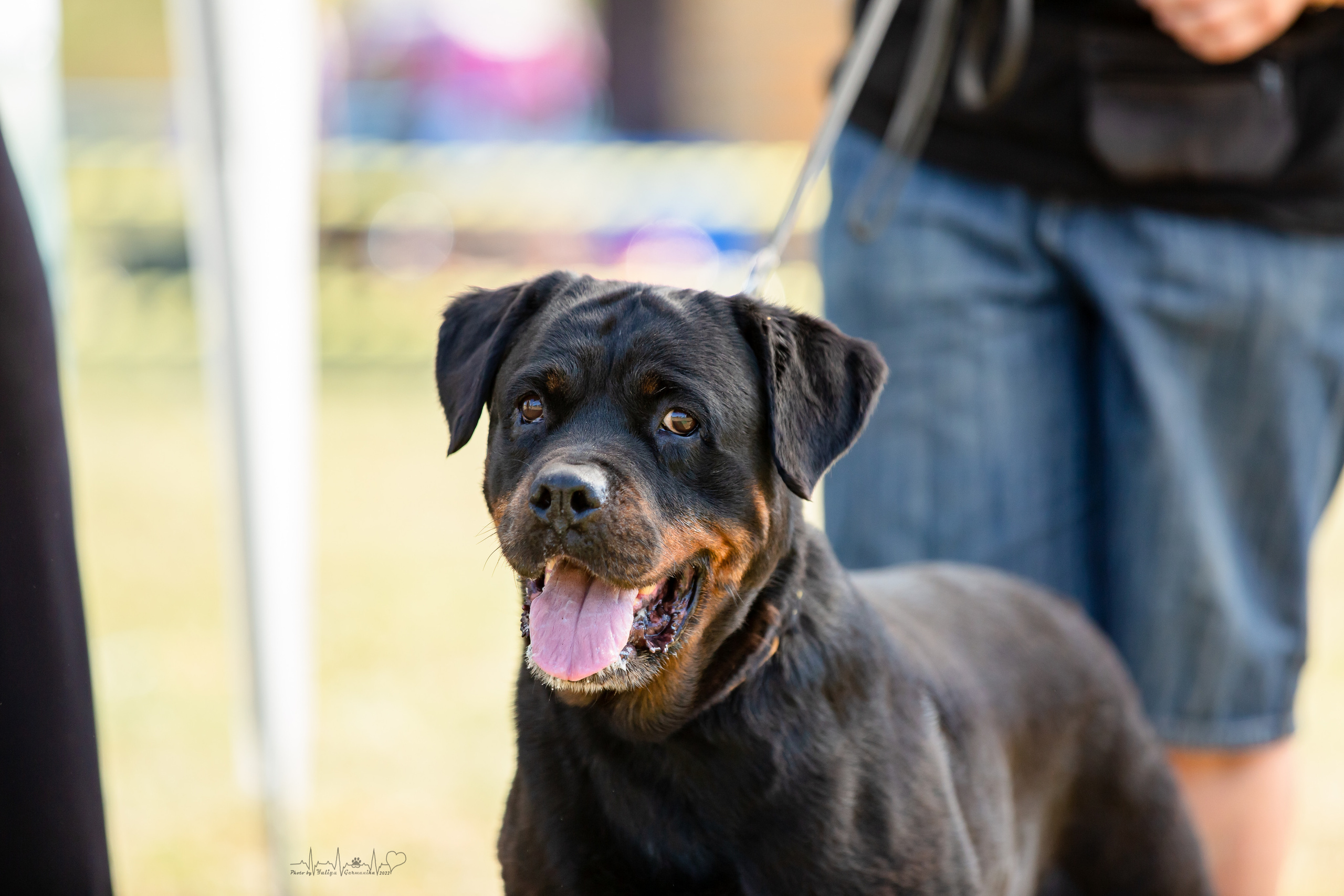 Рязань моно ротвейлеров 13.08.2022. Фотограф-анималист Юлия Германика