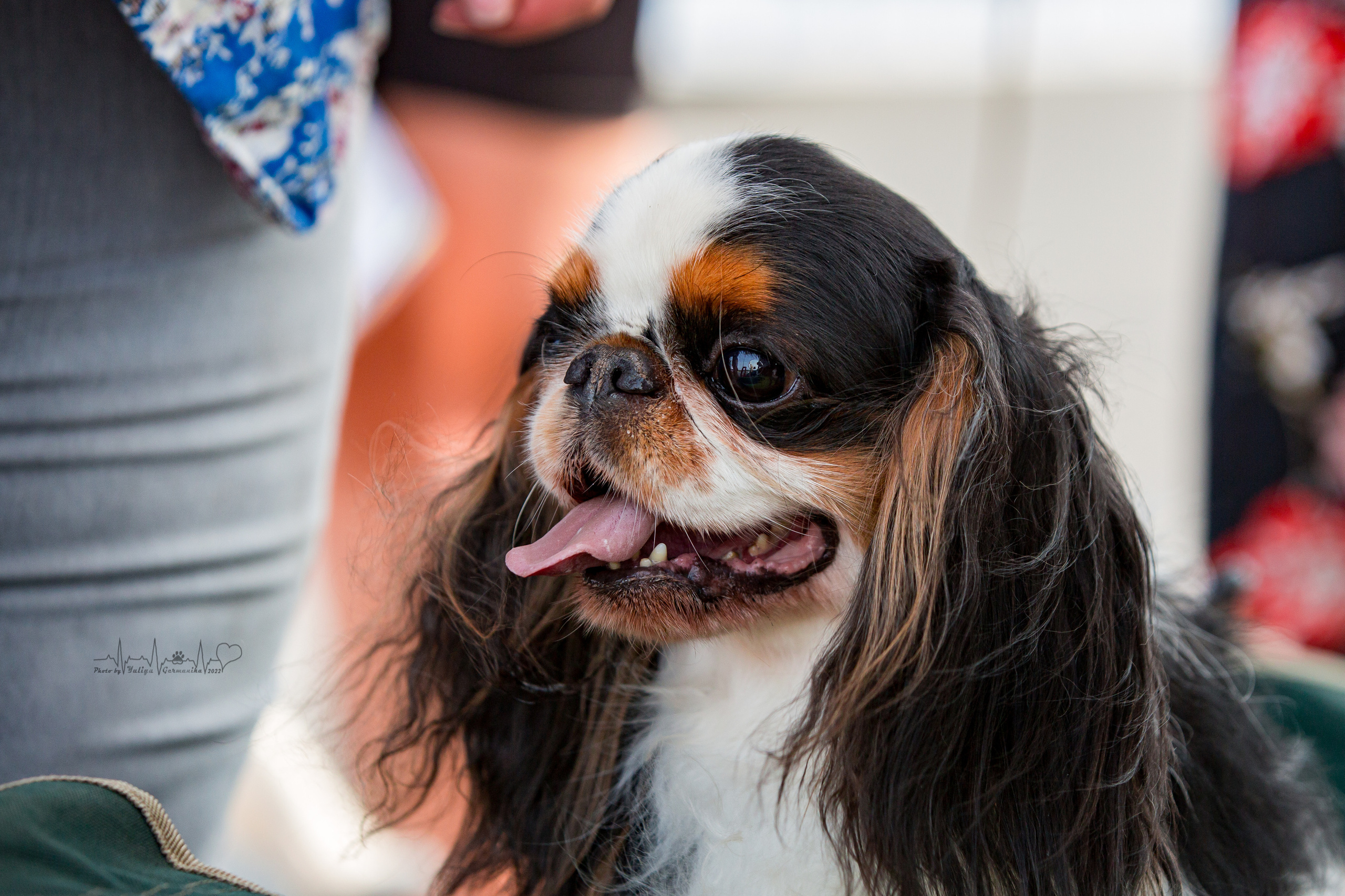 Сокольники 21.08,Сергиев Посад 27-28.08 2022. Фотограф-анималист Юлия Германика