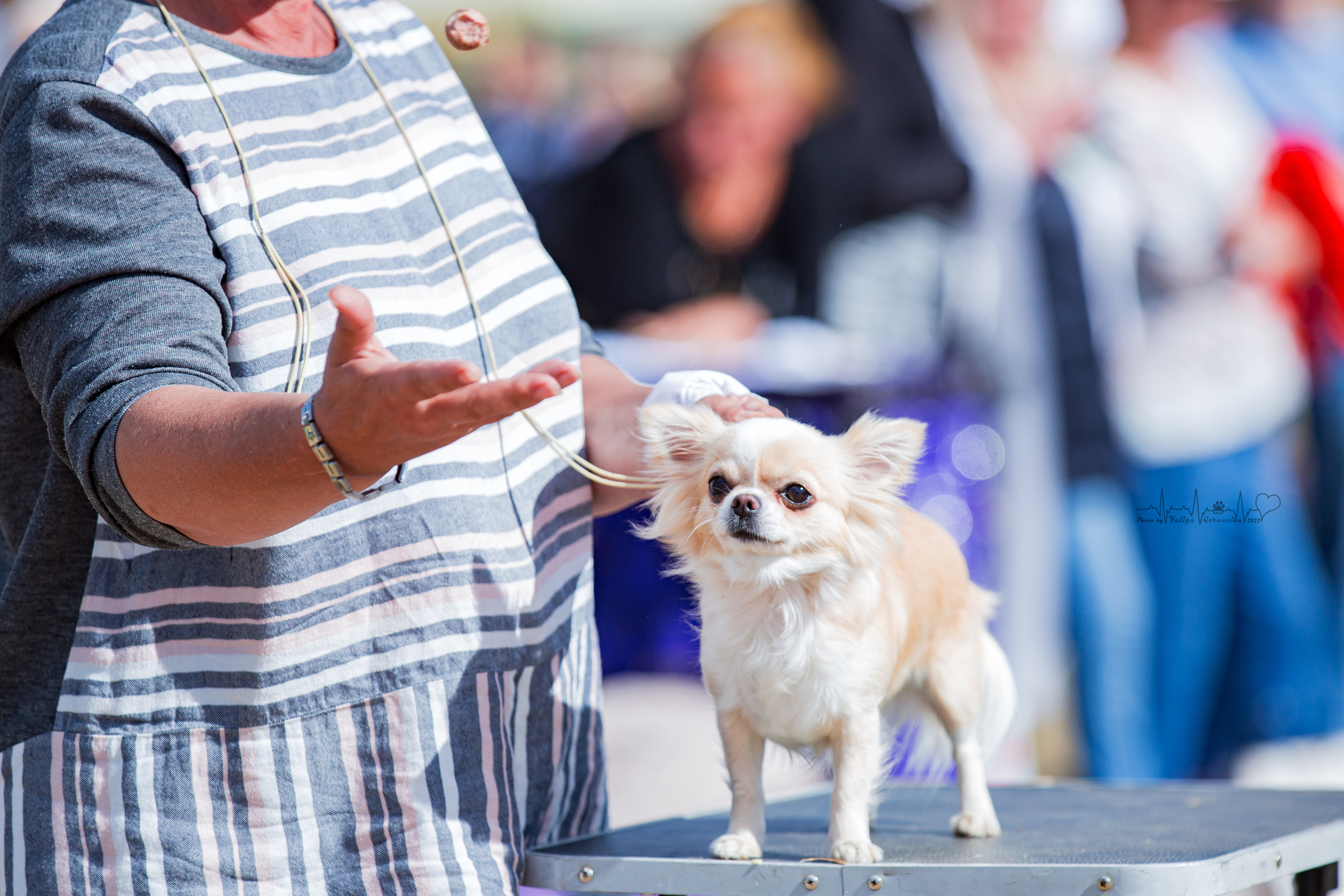 Минск 2хCACIB 3-4.09.2022. Фотограф-анималист Юлия Германика