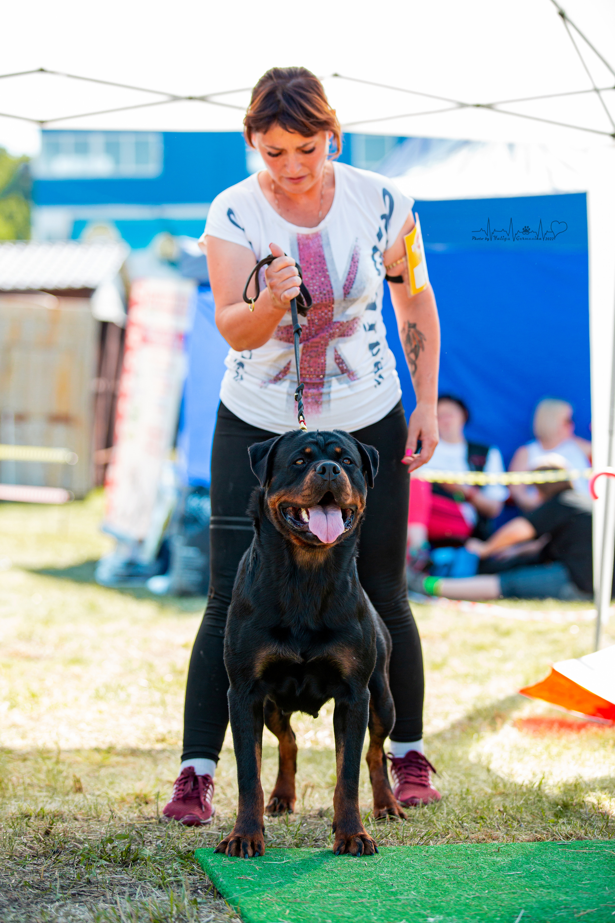 Рязань моно ротвейлеров 13.08.2022. Фотограф-анималист Юлия Германика