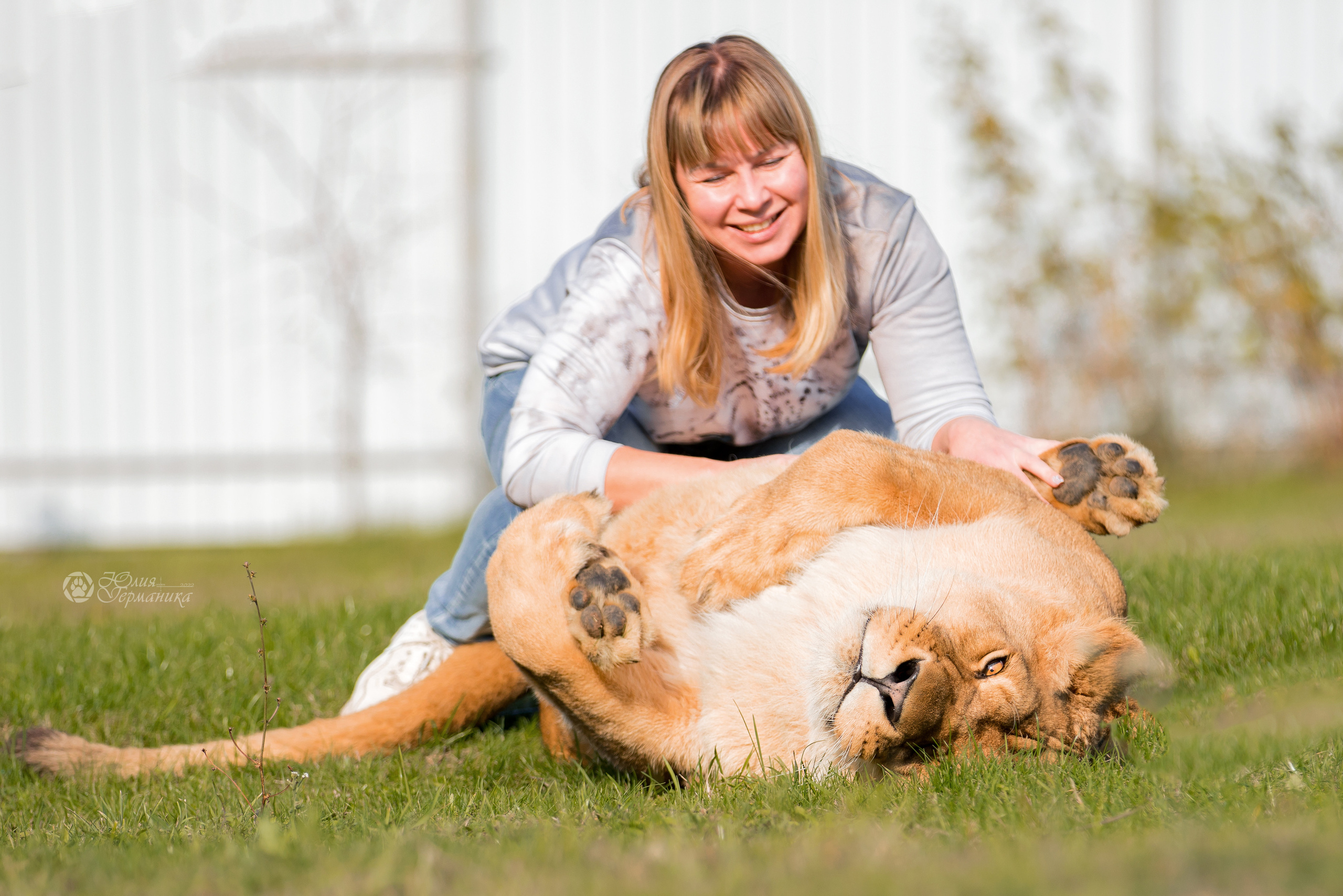 Герда(львица). Фотограф-анималист Юлия Германика