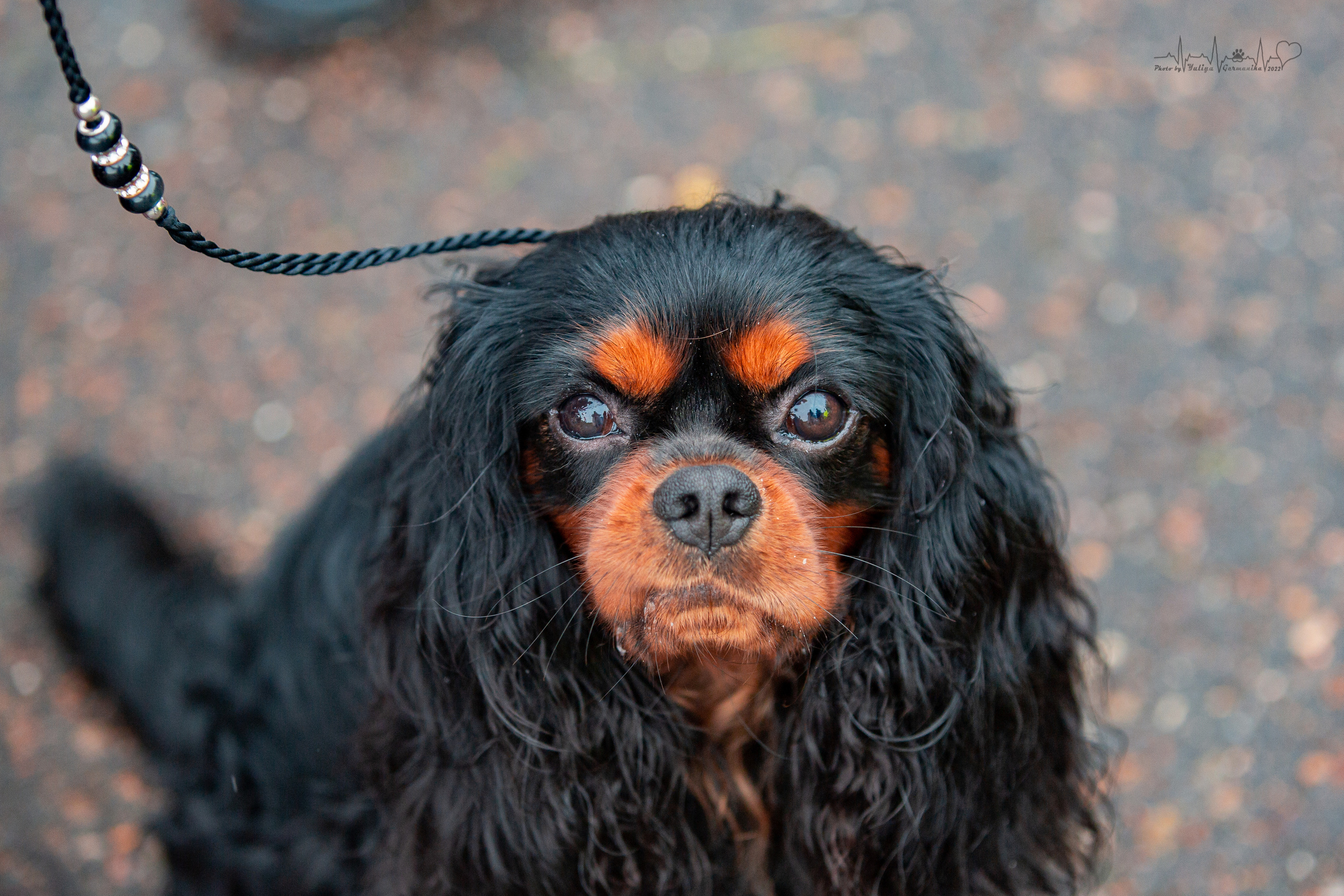 Ховрино 31.07,Чайна-Таун 6.08,Тверь 7.08. Фотограф-анималист Юлия Германика
