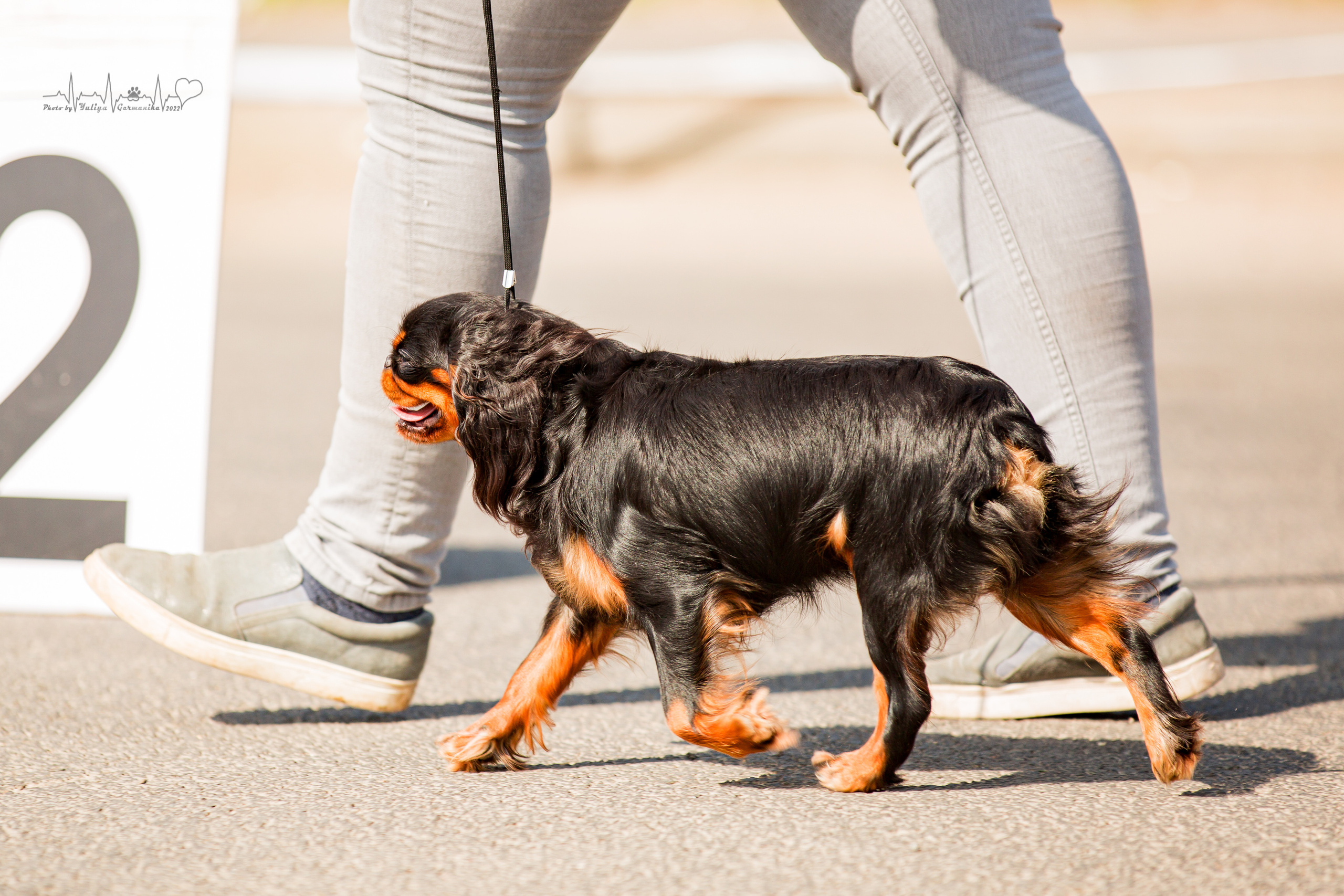 Сокольники 21.08,Сергиев Посад 27-28.08 2022. Фотограф-анималист Юлия Германика